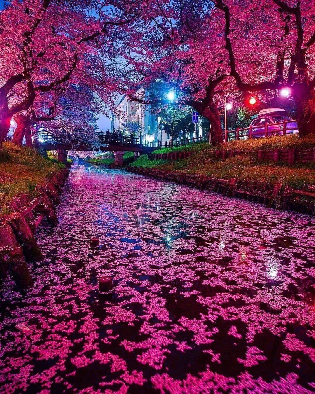 Night Cherry Blossom Wallpapers
