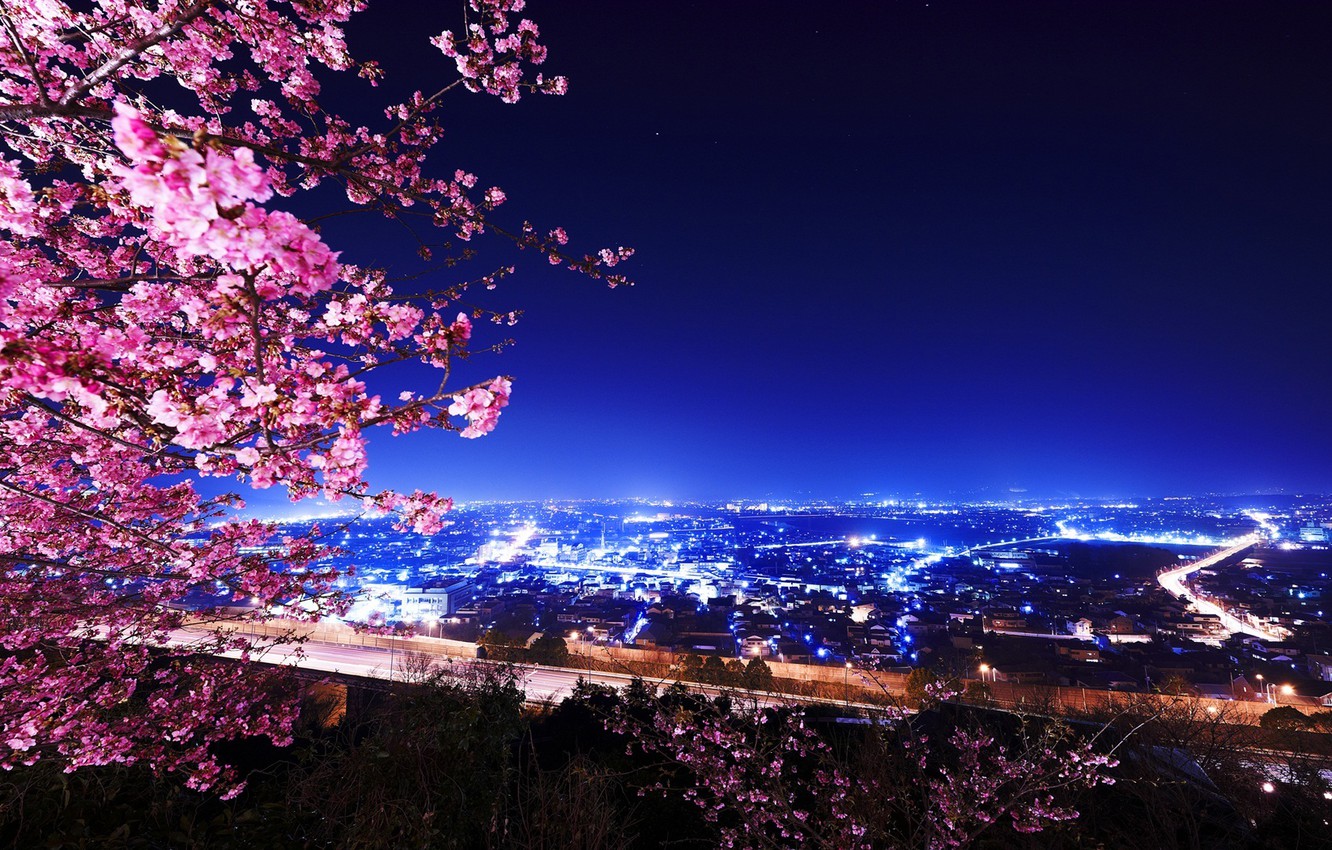 Night Cherry Blossom Wallpapers