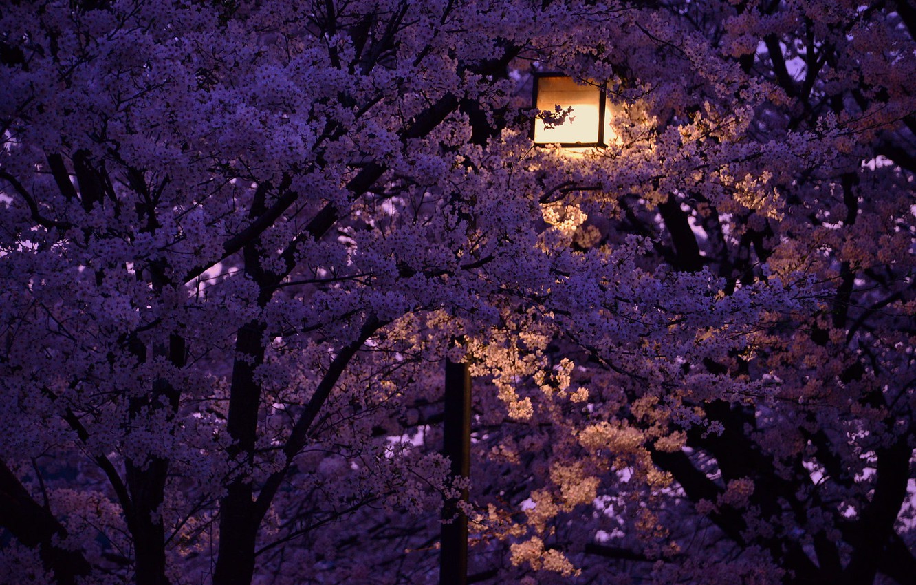 Night Cherry Blossom Wallpapers
