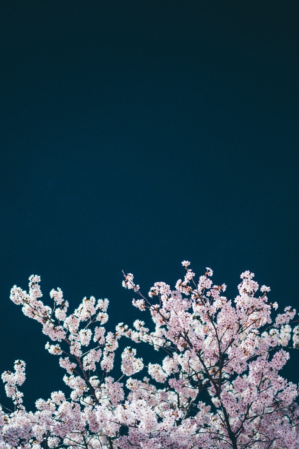 Night Cherry Blossom Wallpapers