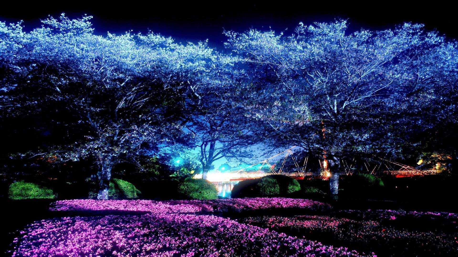 Night Cherry Blossom Wallpapers