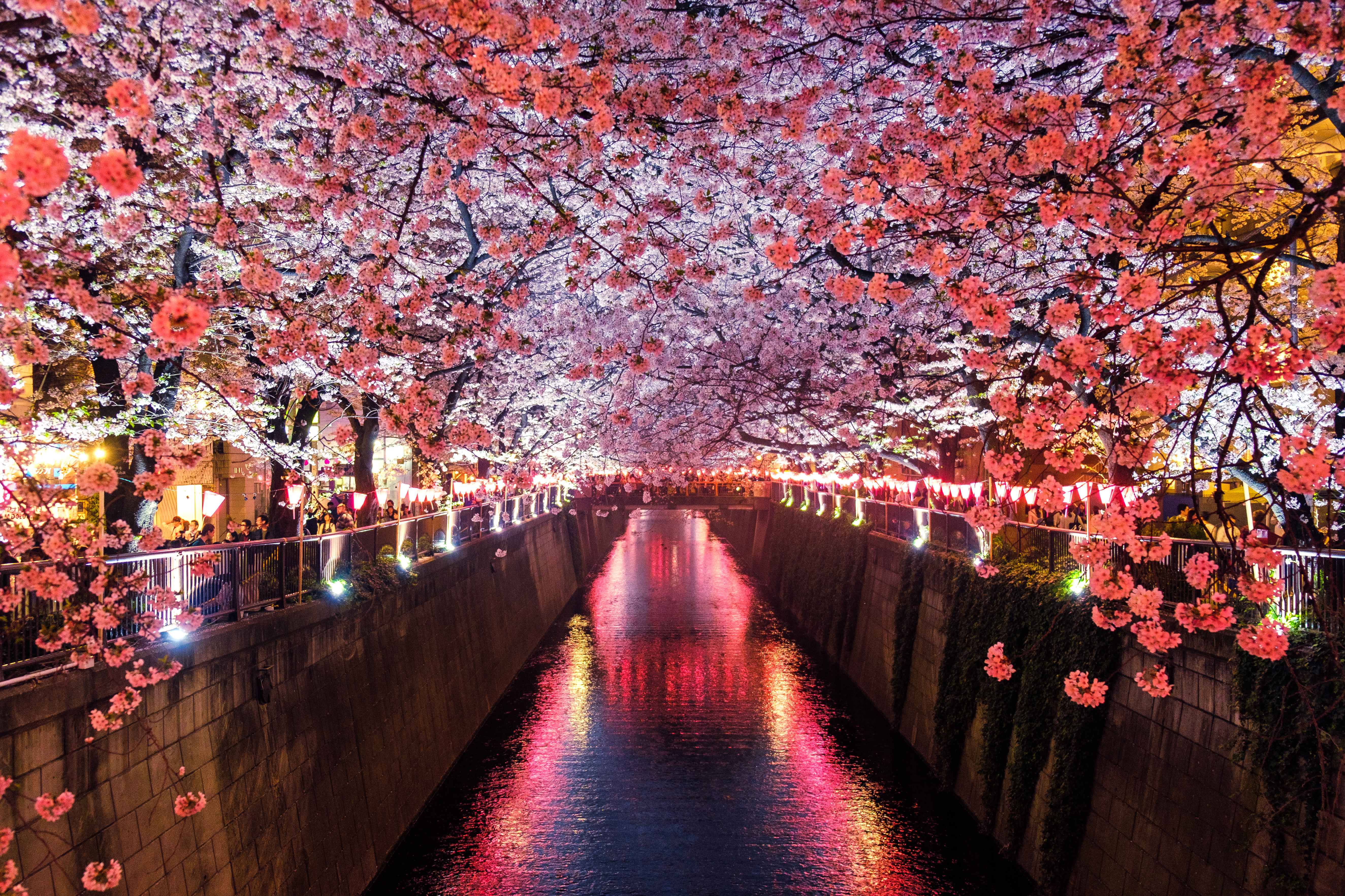 Night Cherry Blossom Wallpapers