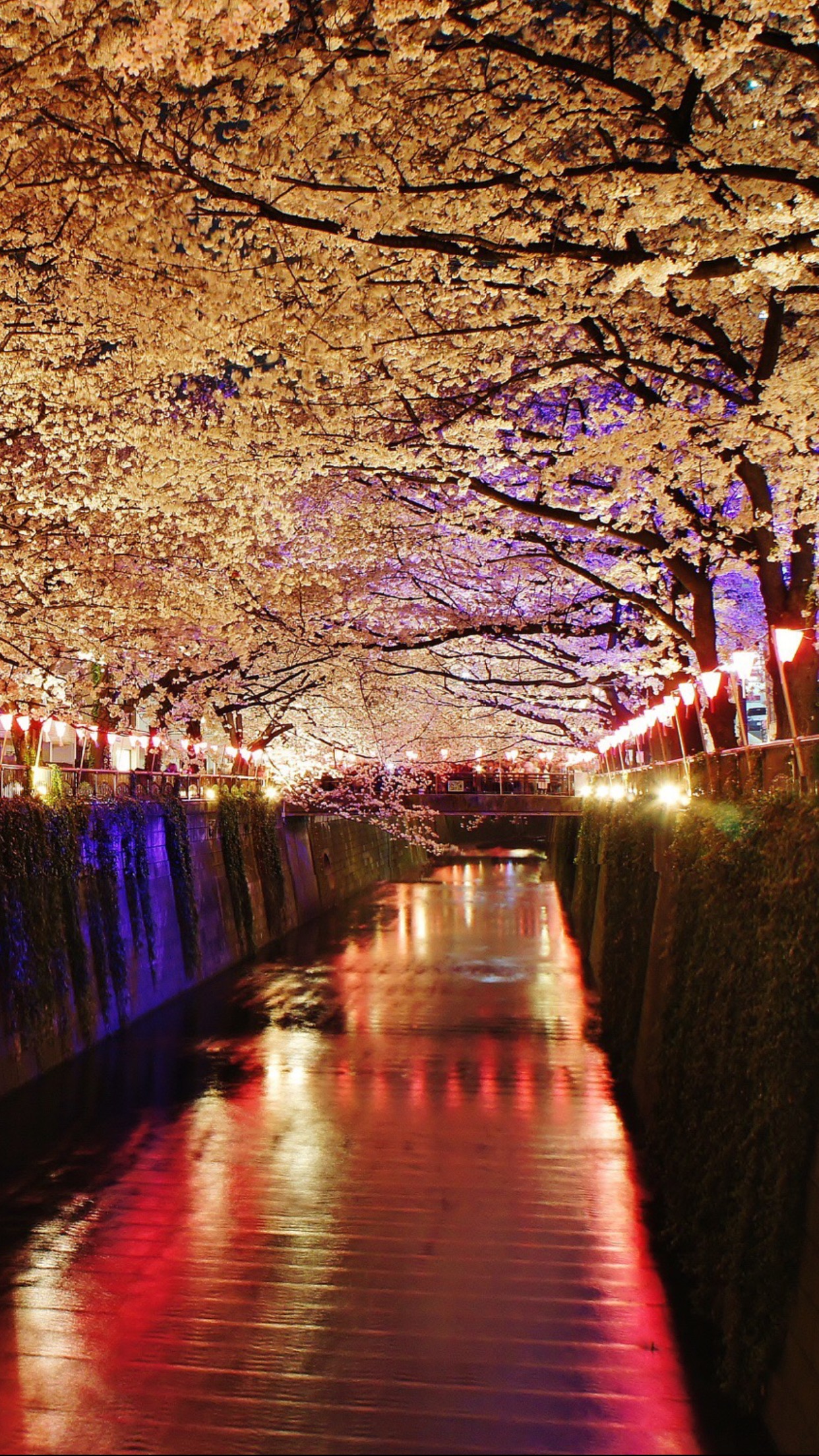 Night Cherry Blossom Wallpapers