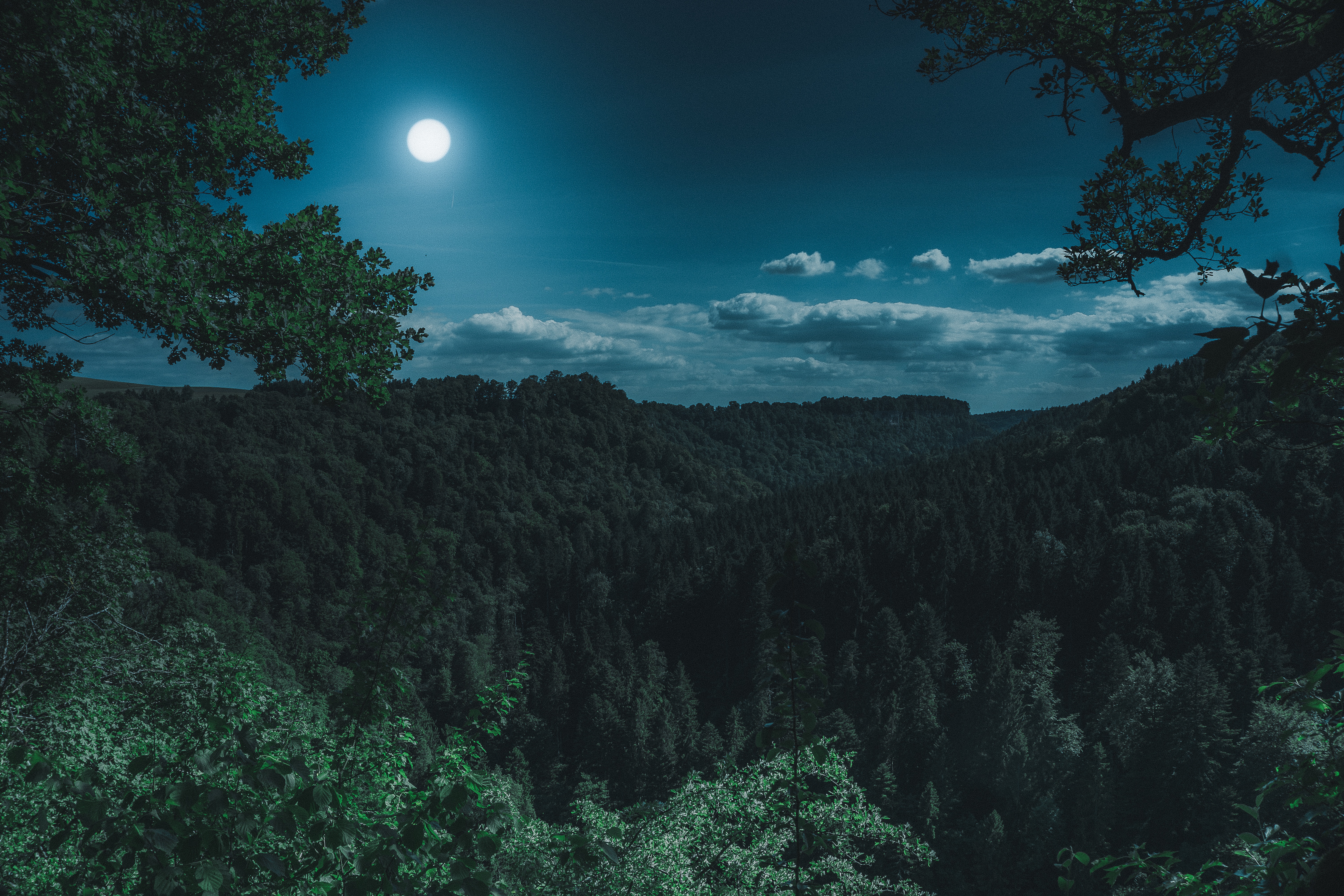 Night Forest Wallpapers