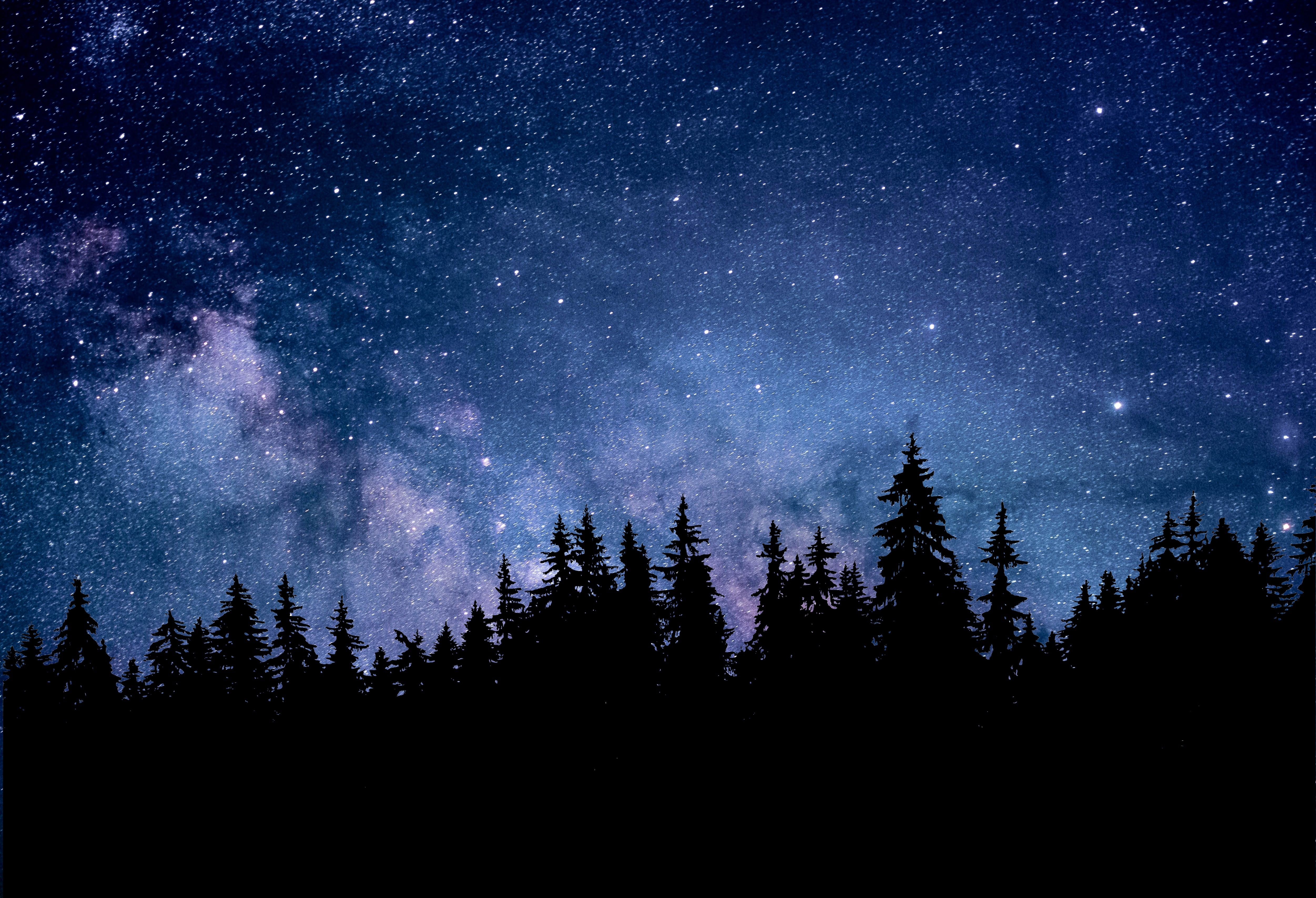 Night Forest Wallpapers