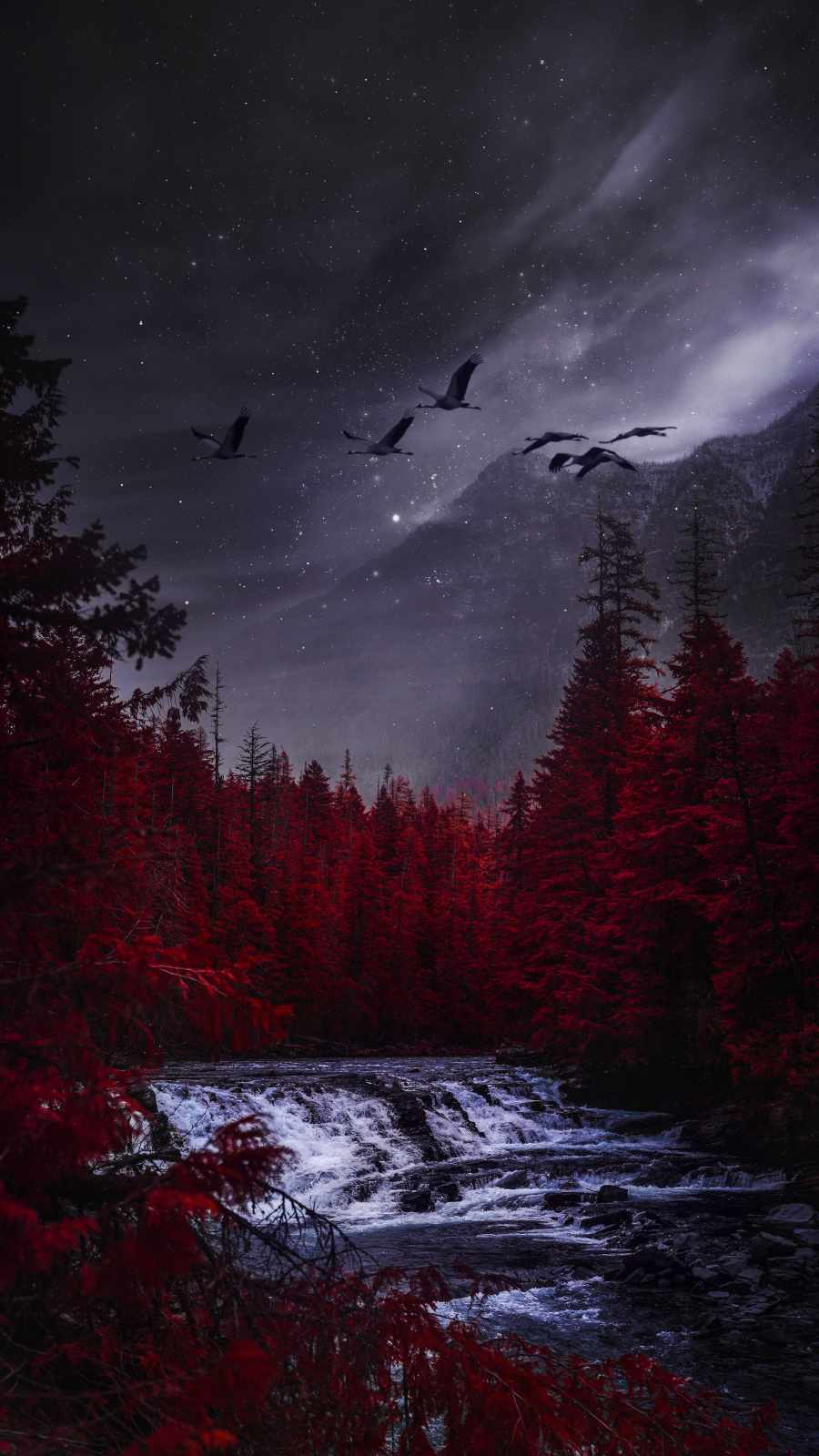 Night Forest Wallpapers