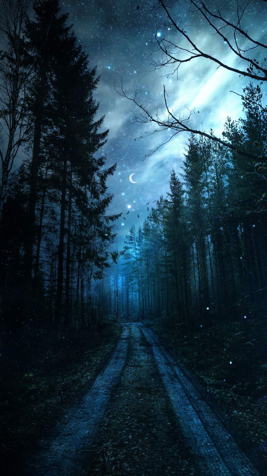 Night Forest Wallpapers