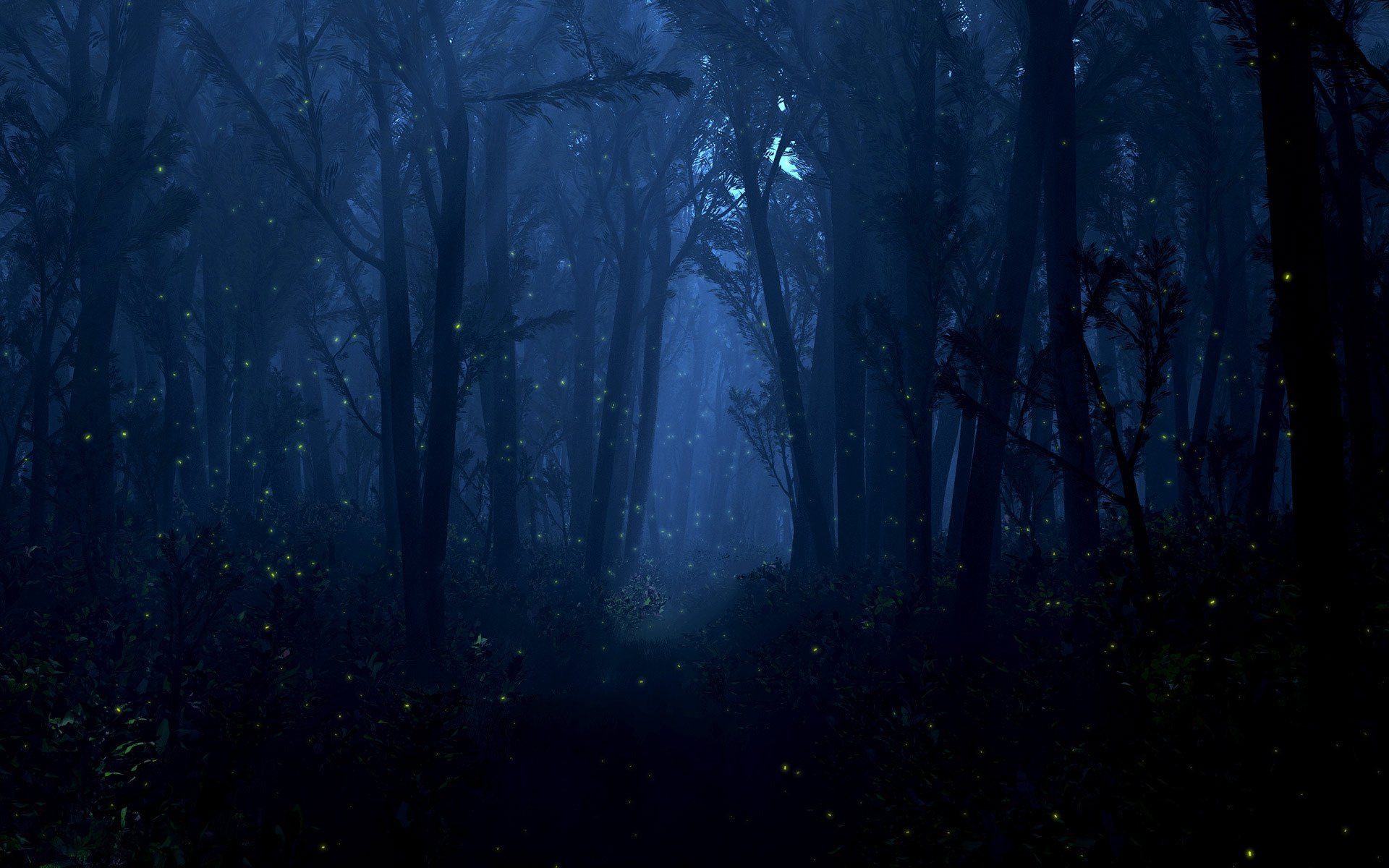 Night Forest Wallpapers