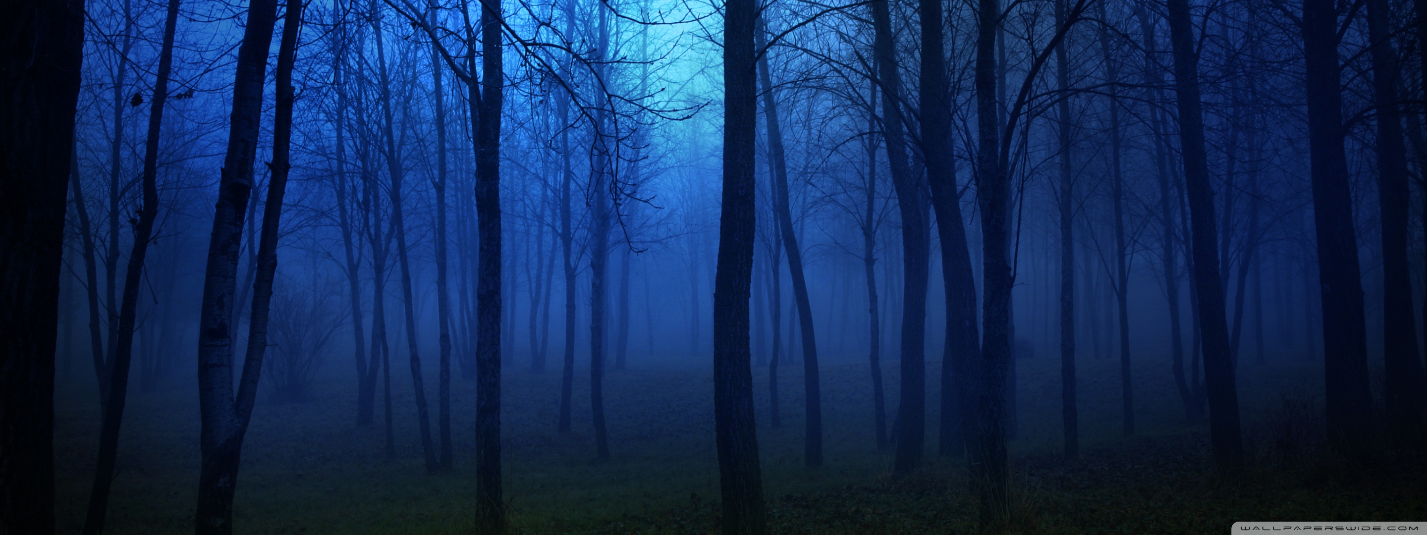 Night Forest Wallpapers