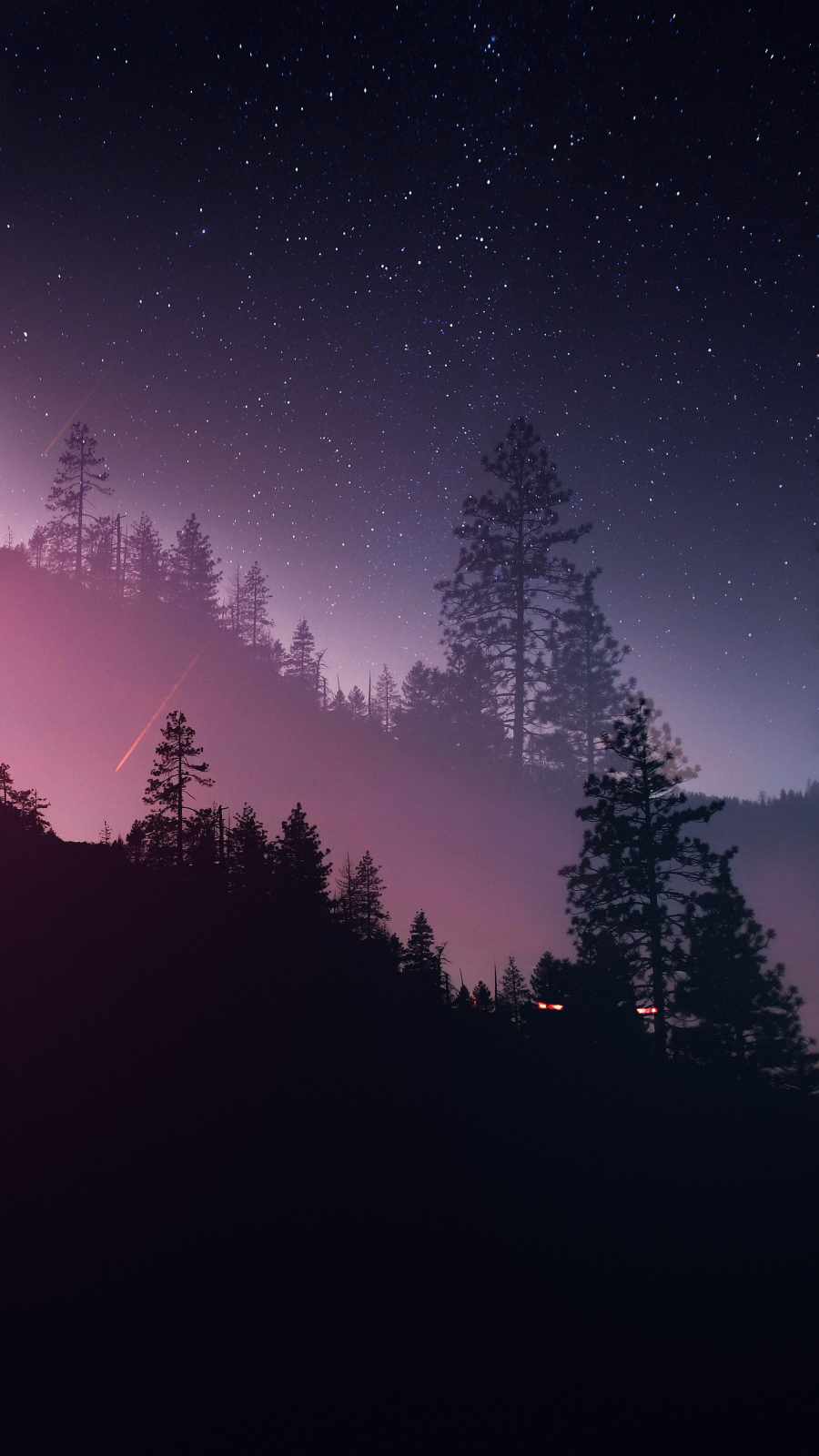 Night Forest Wallpapers
