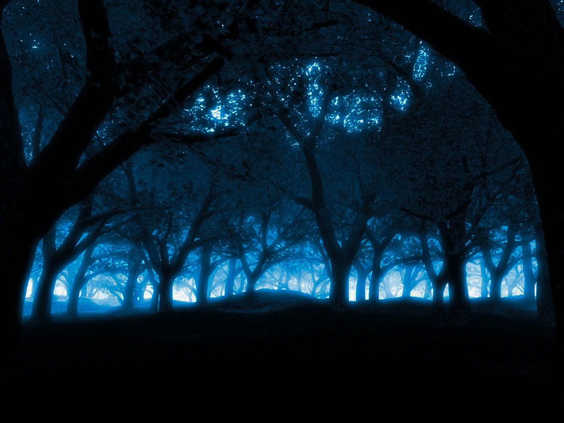 Night Forest Wallpapers