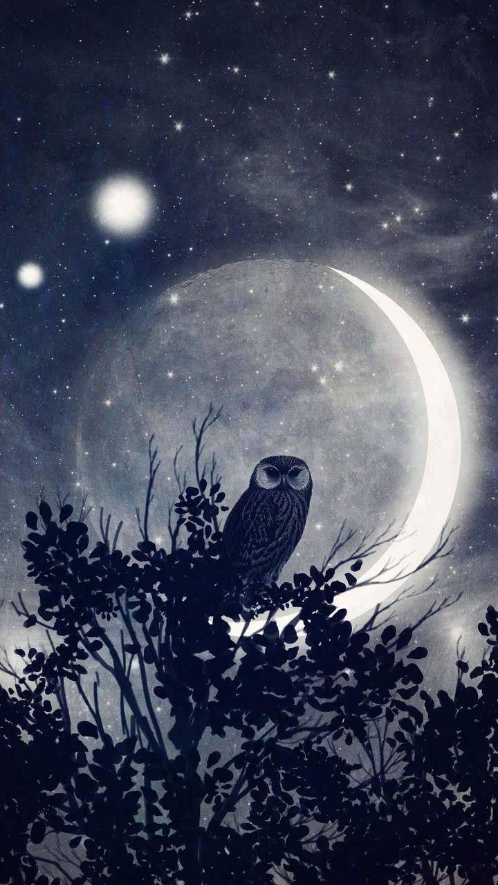 Night Owl Wallpapers