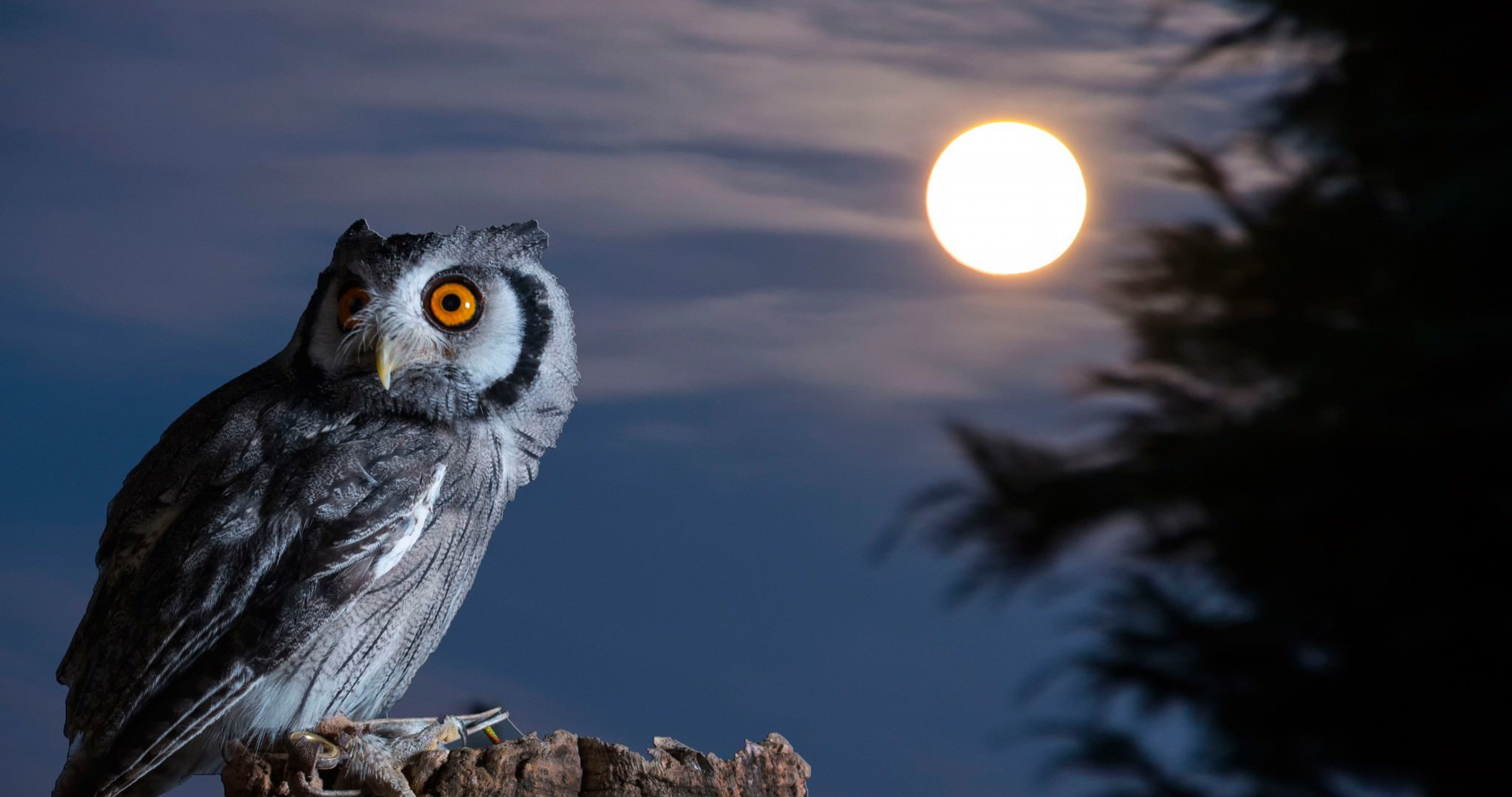 Night Owl Wallpapers