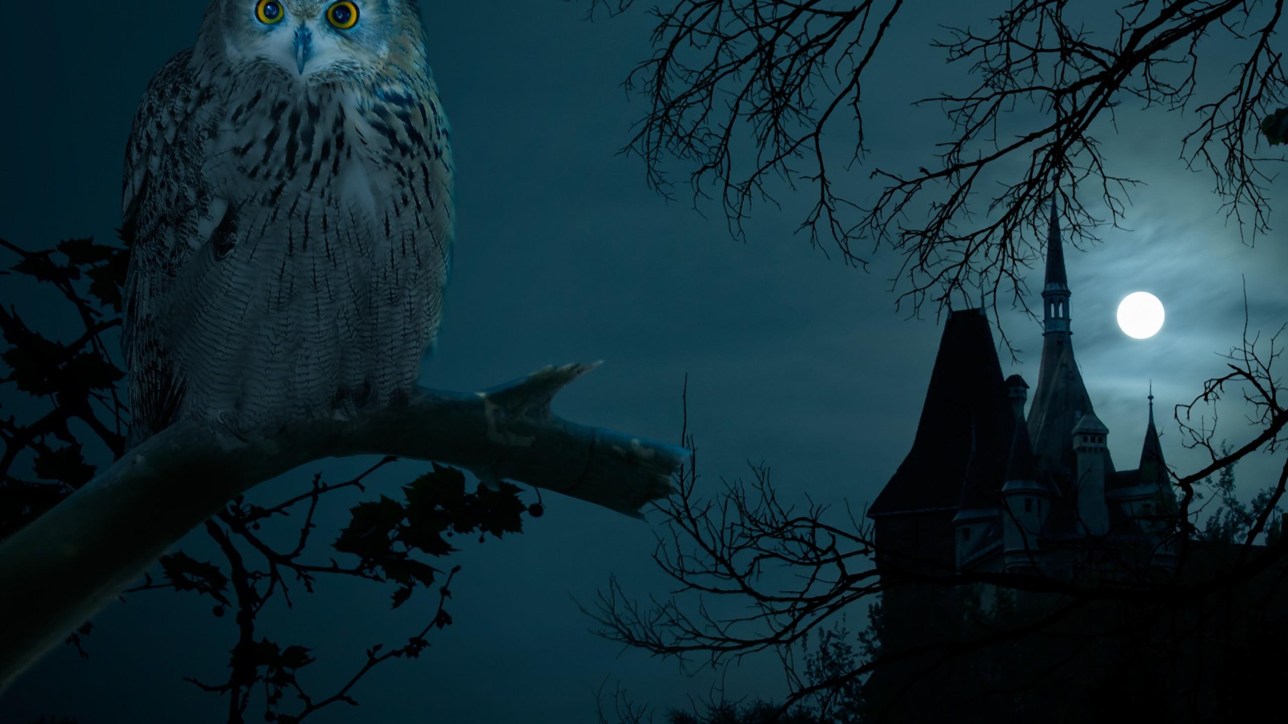 Night Owl Wallpapers