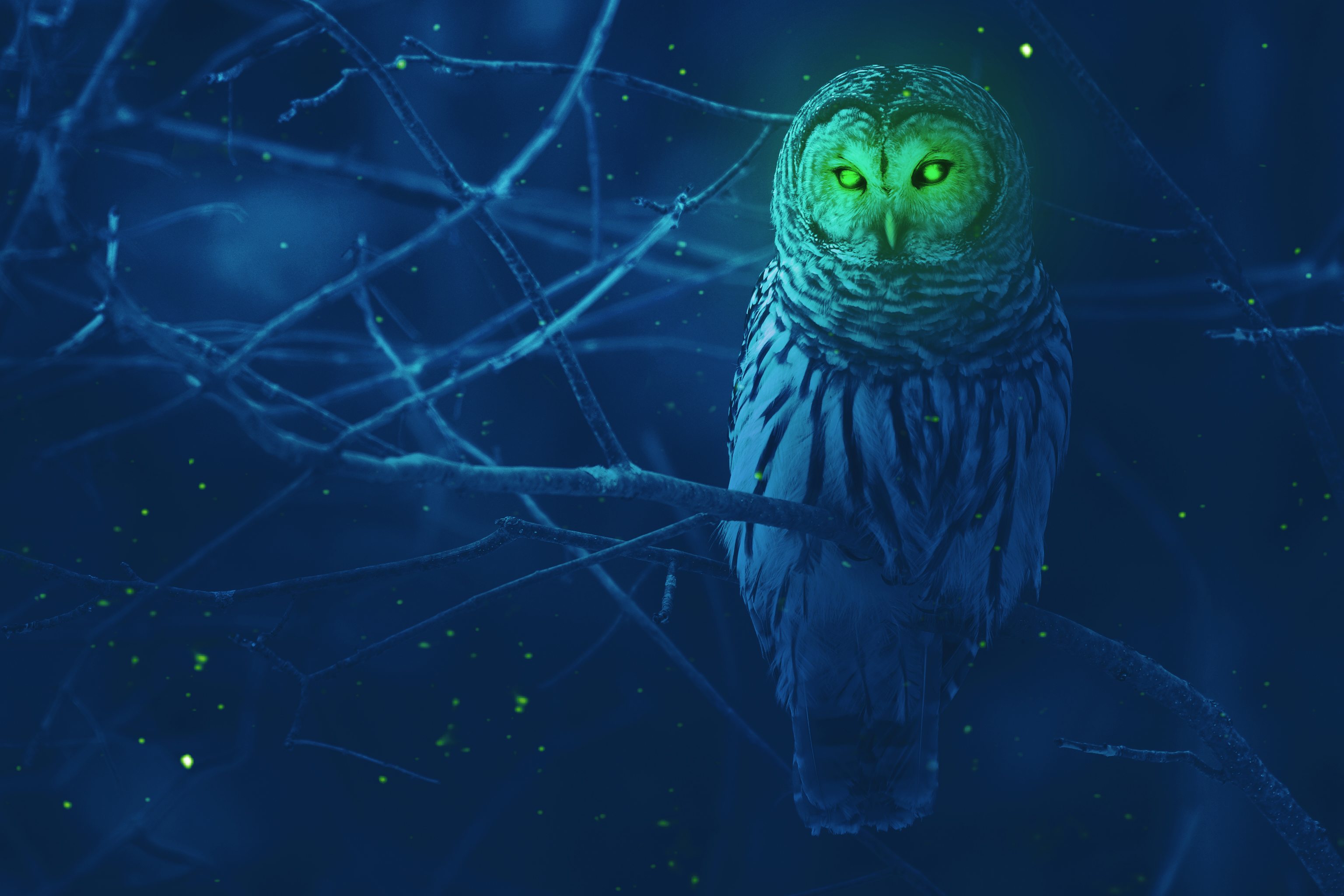 Night Owl Wallpapers