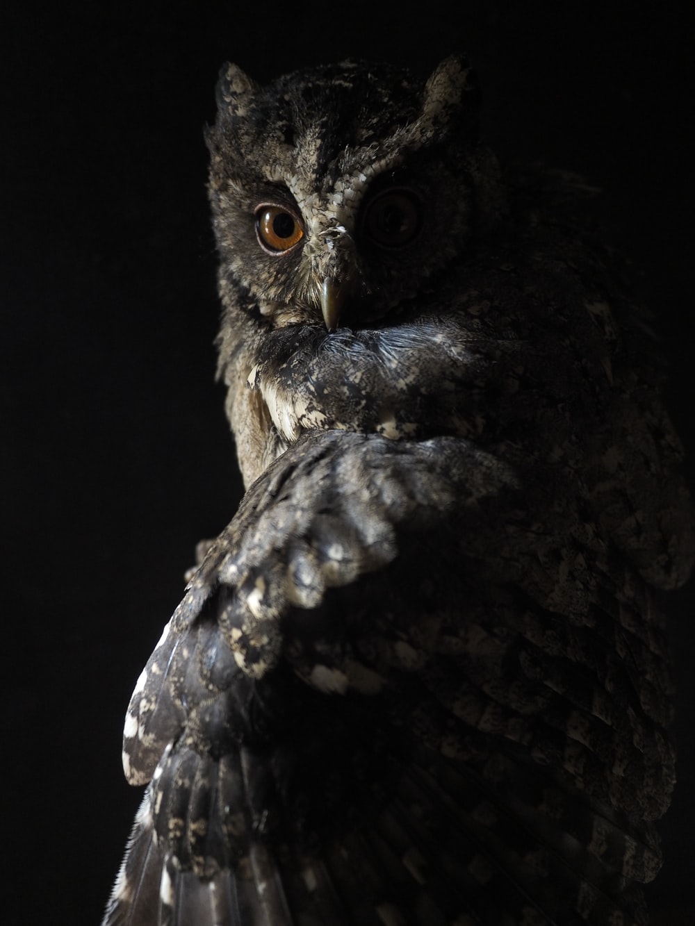 Night Owl Wallpapers