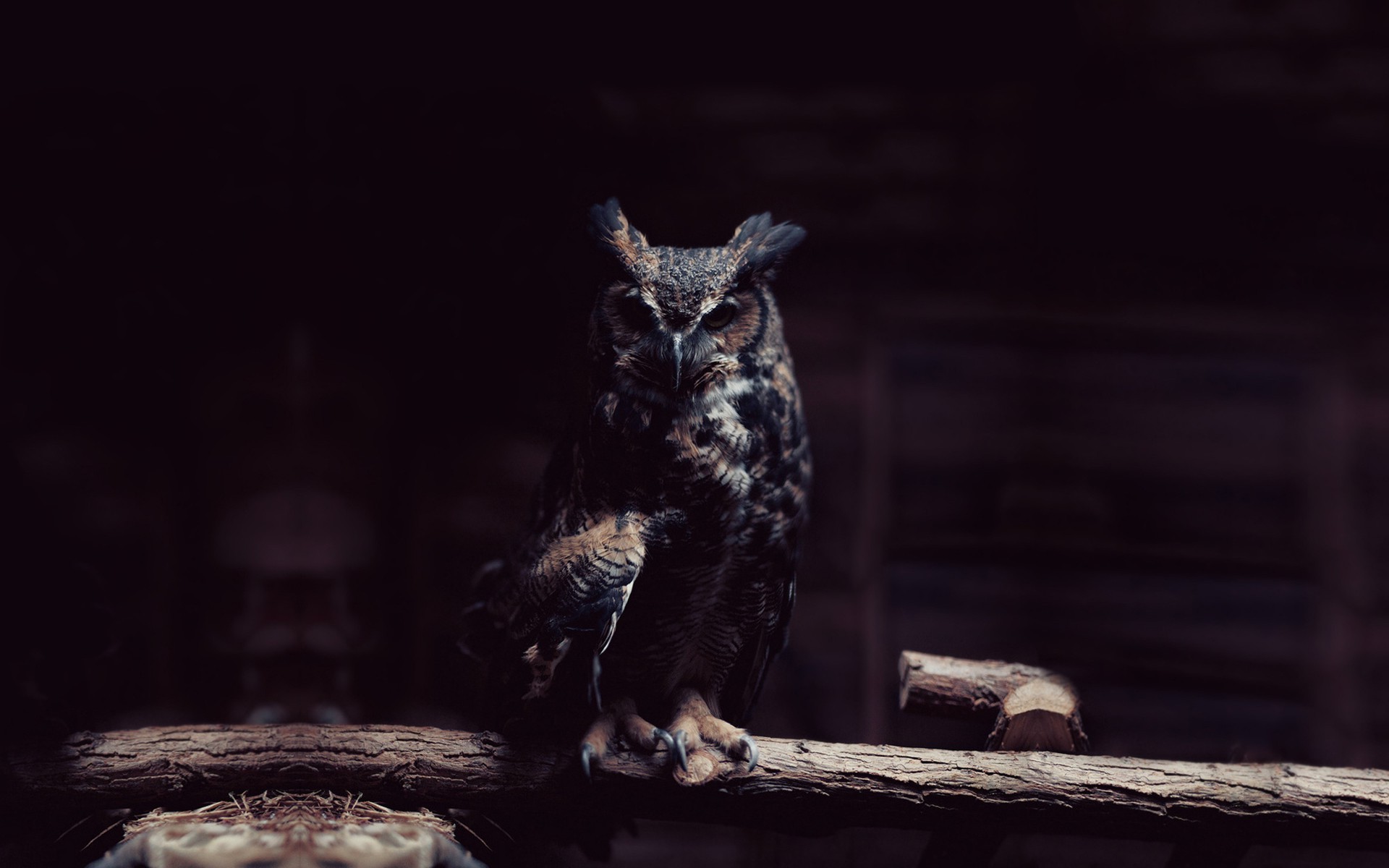 Night Owl Wallpapers