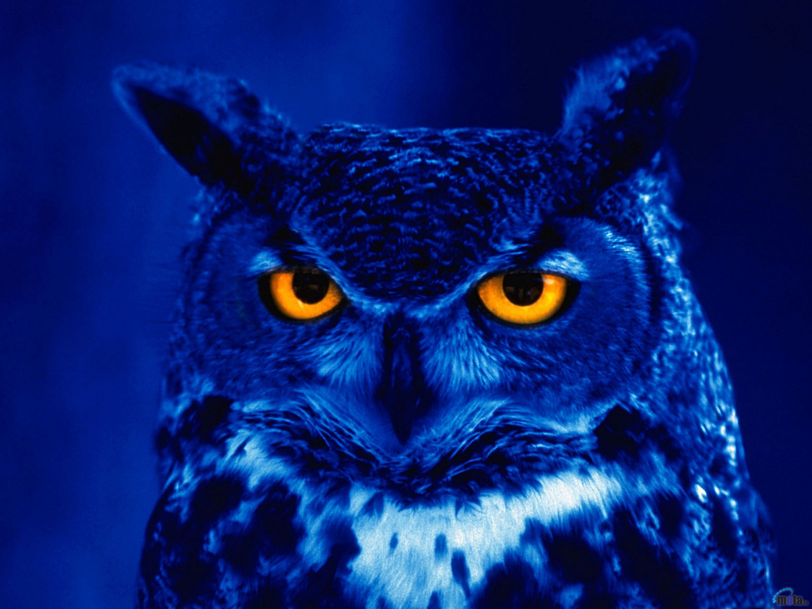 Night Owl Cartoon Wallpapers