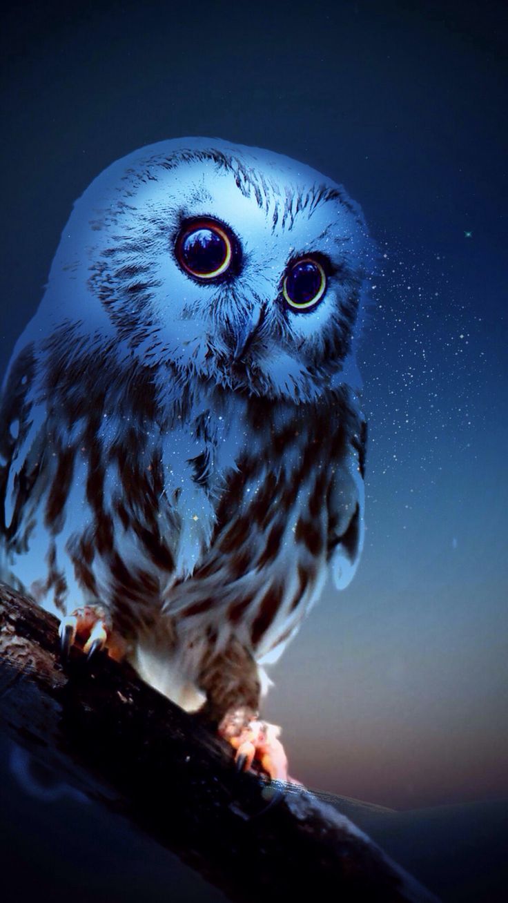 Night Owl Cartoon Wallpapers