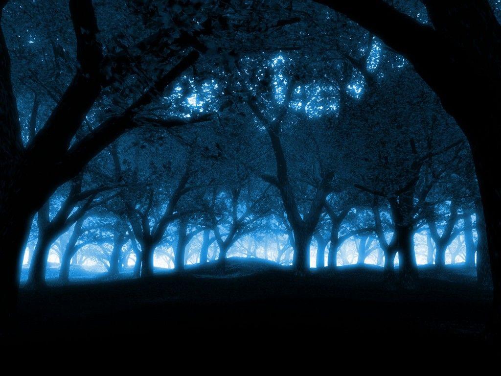 Night Time Forest Wallpapers