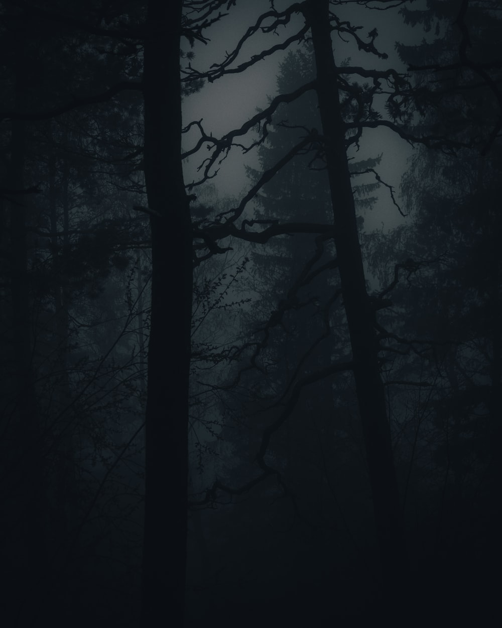 Night Time Forest Wallpapers