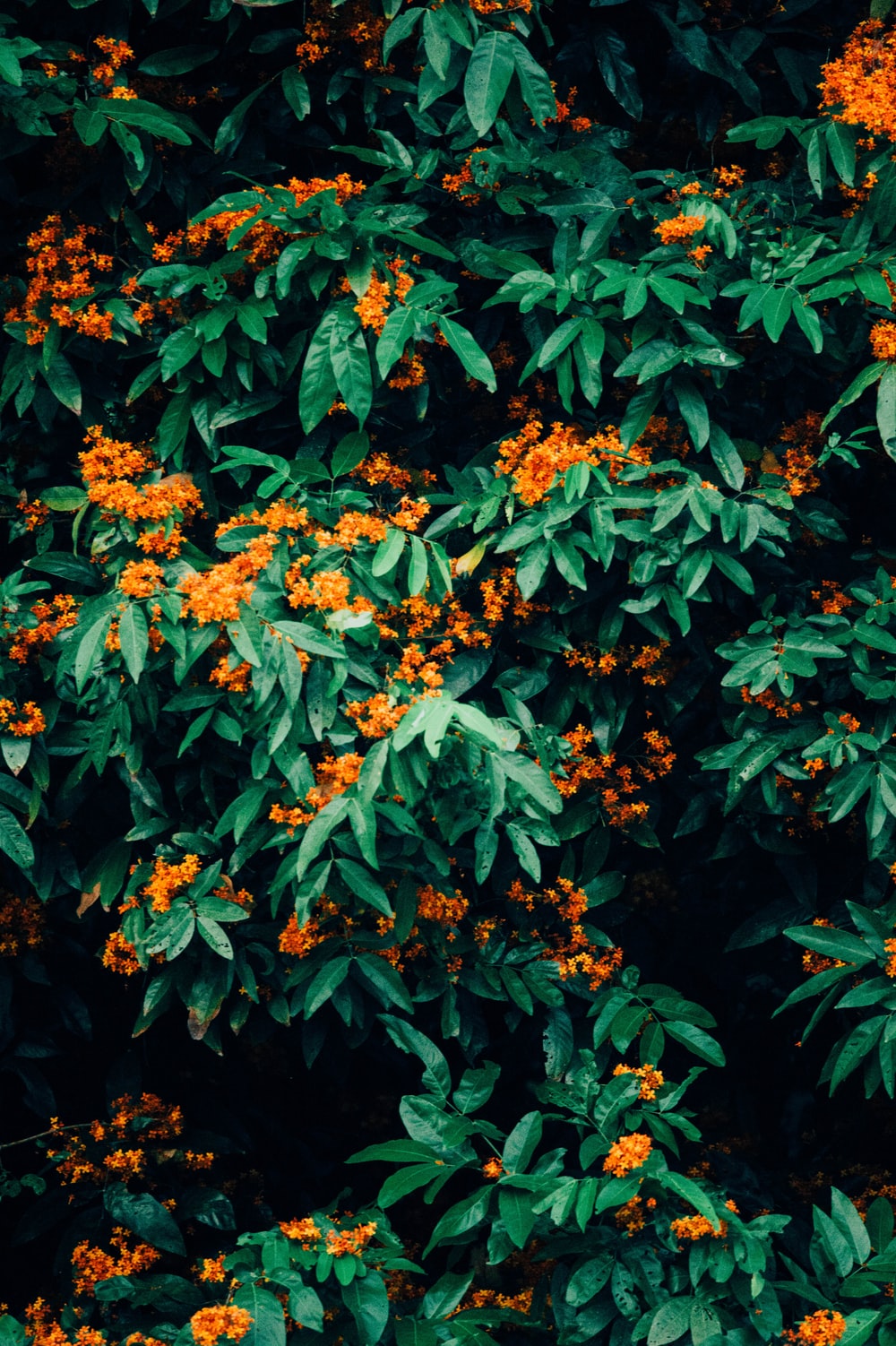 Orange And Green Wallpapers