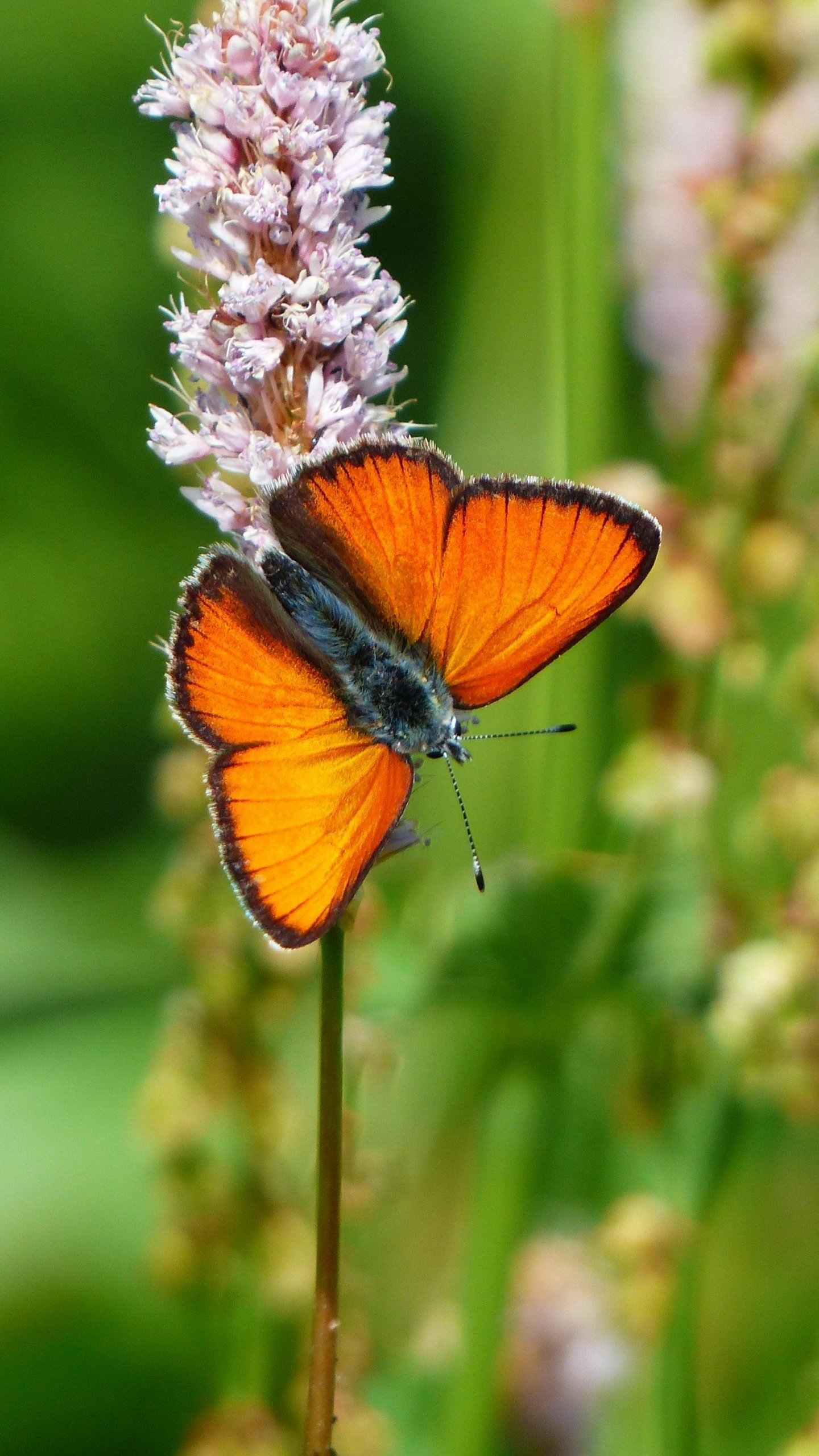 Orange Butterfly Wallpapers