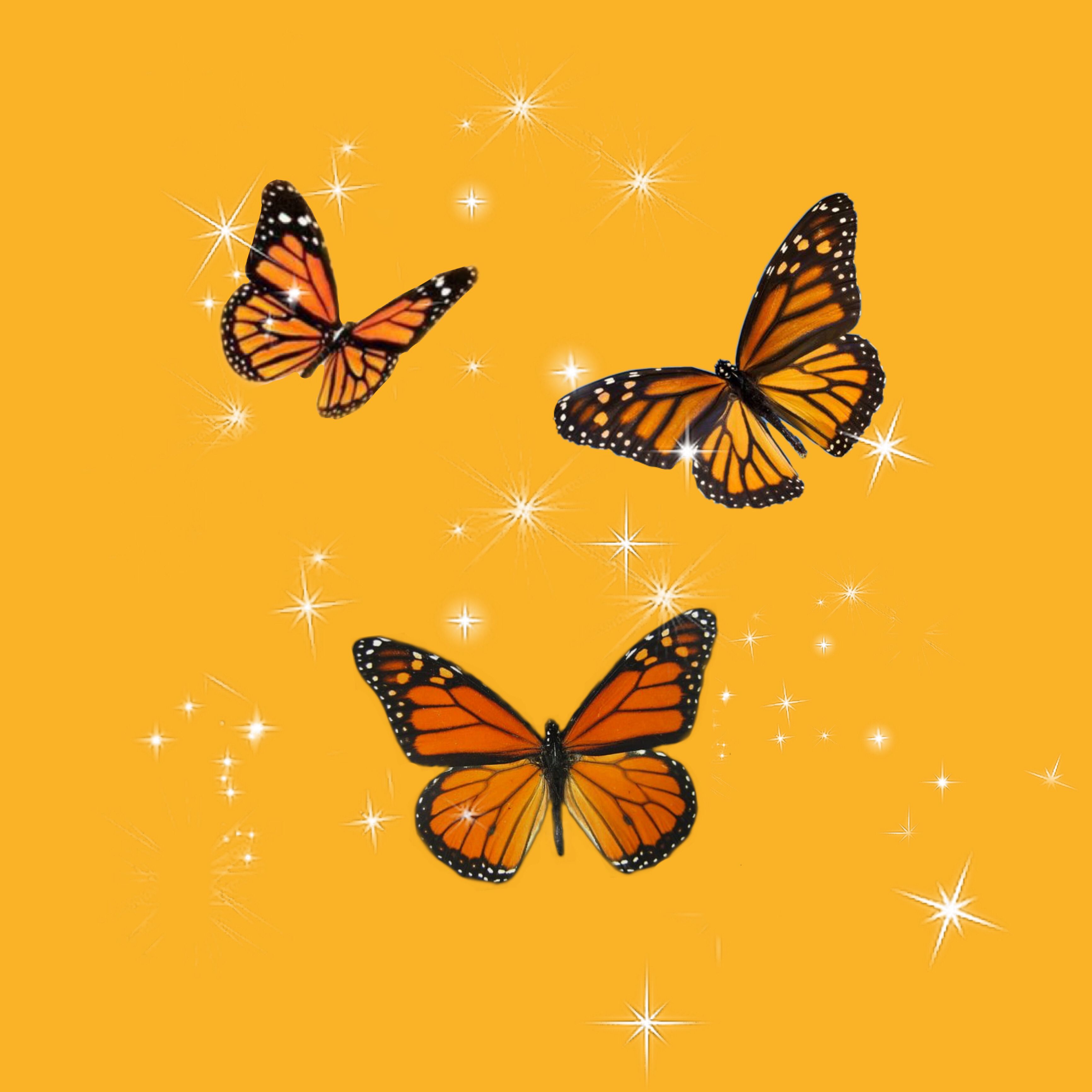 Orange Butterfly Iphone Wallpapers