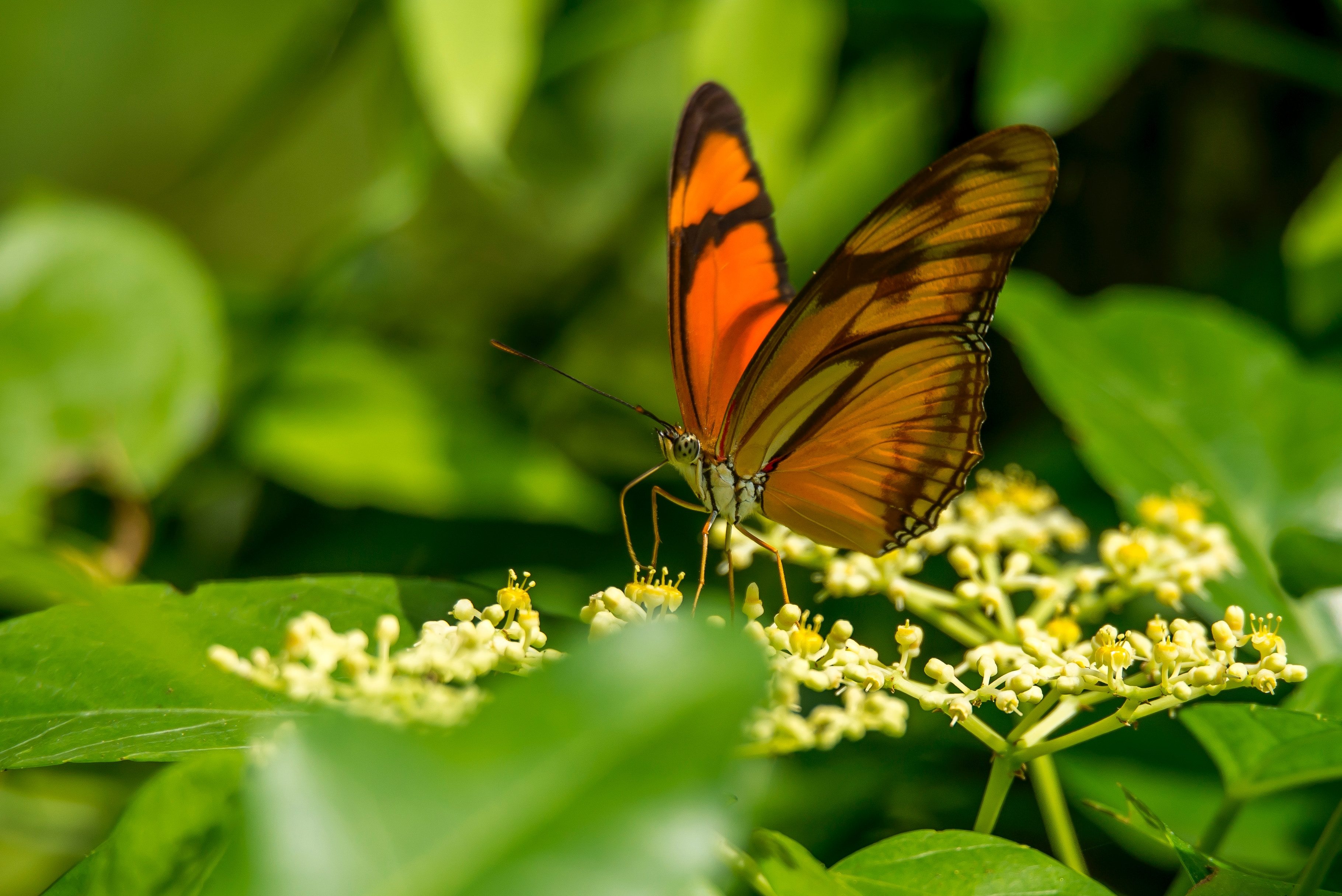 Orange Butterfly Iphone Wallpapers