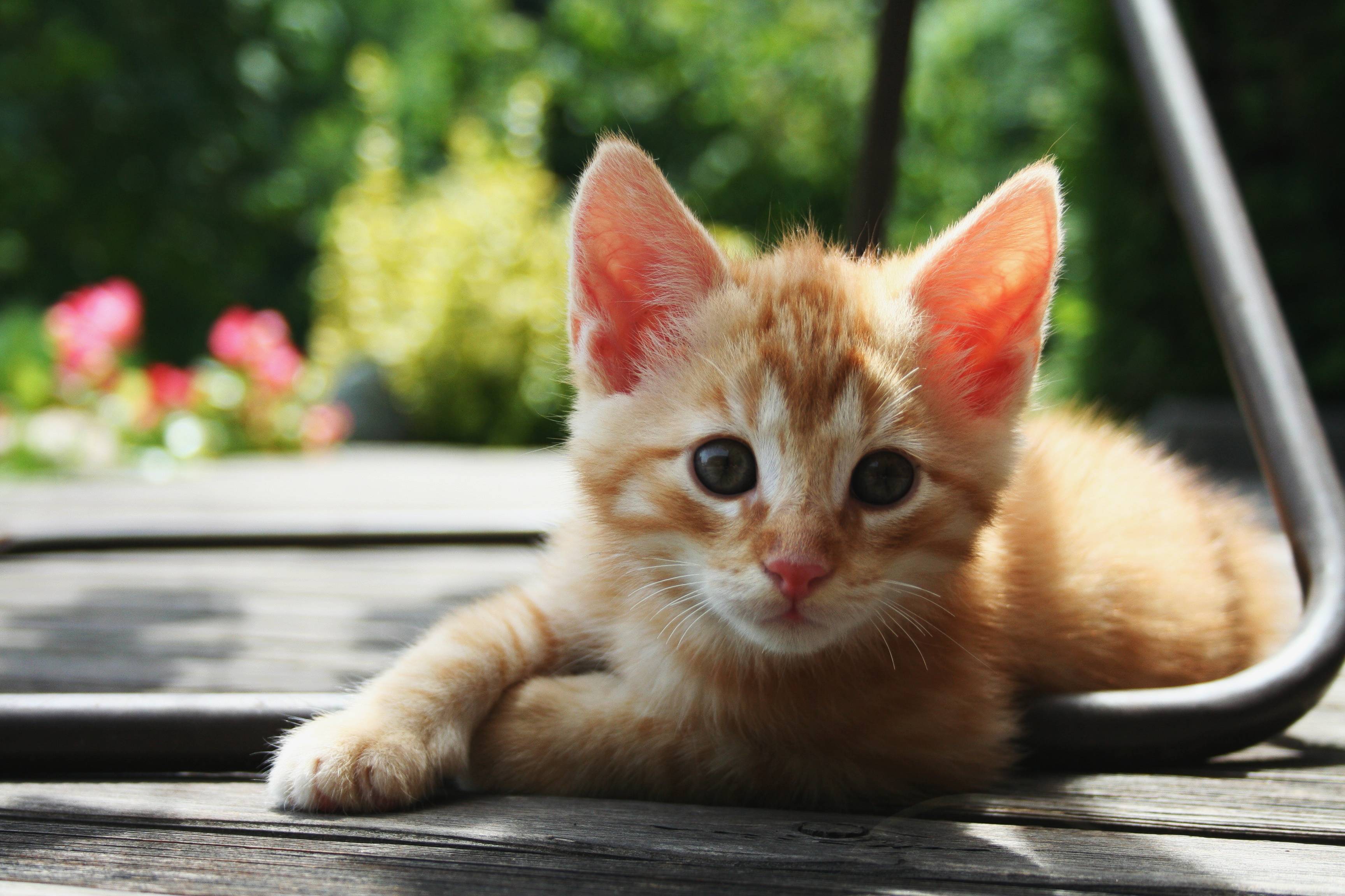 Orange Cat Wallpapers