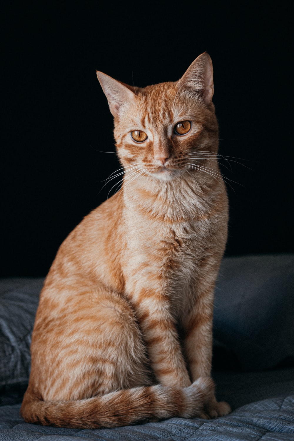 Orange Cat Wallpapers