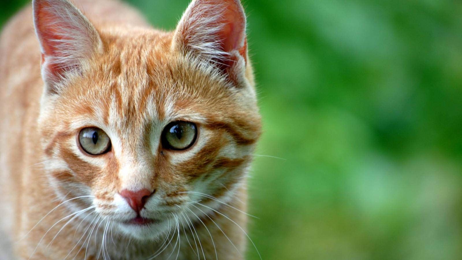 Orange Cat Wallpapers