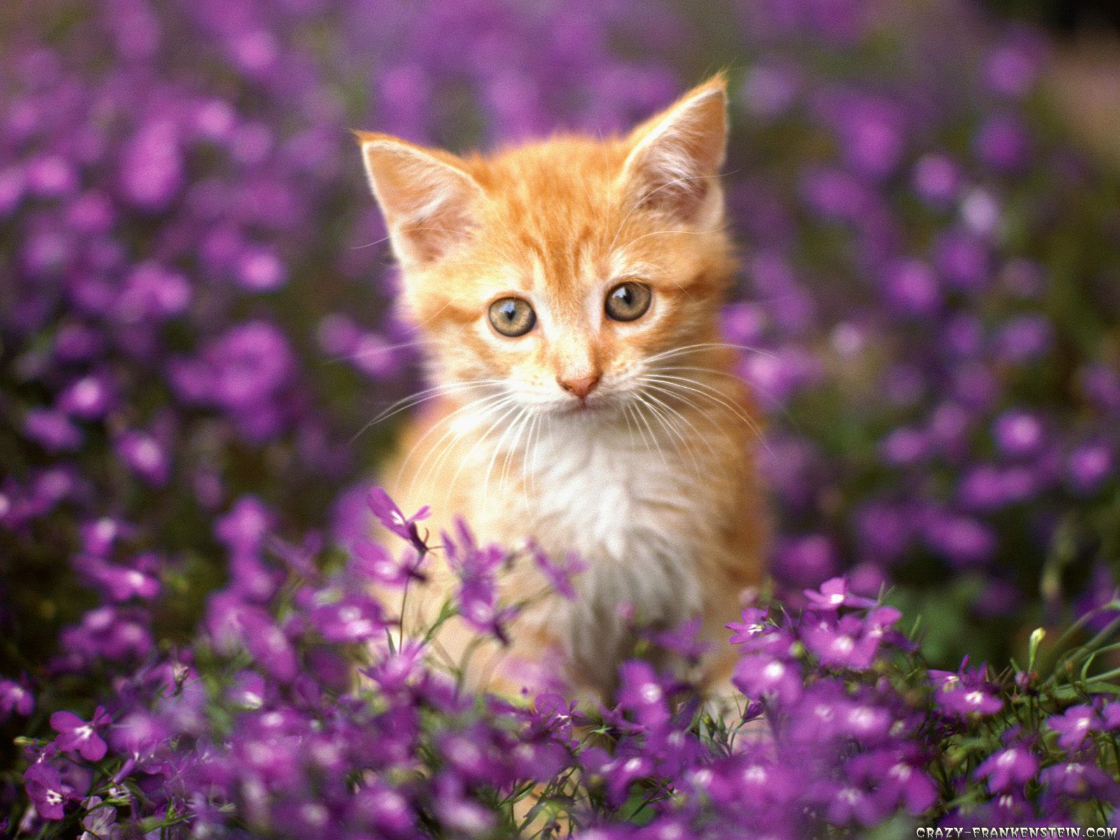 Orange Cat Wallpapers