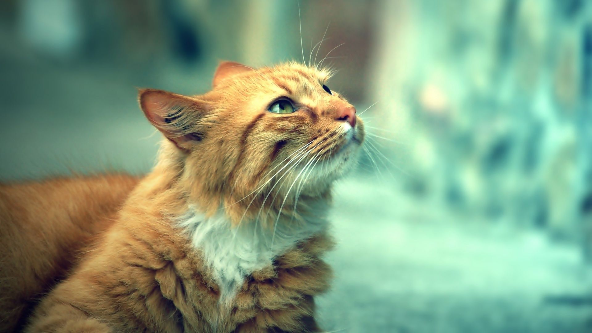 Orange Cat Wallpapers