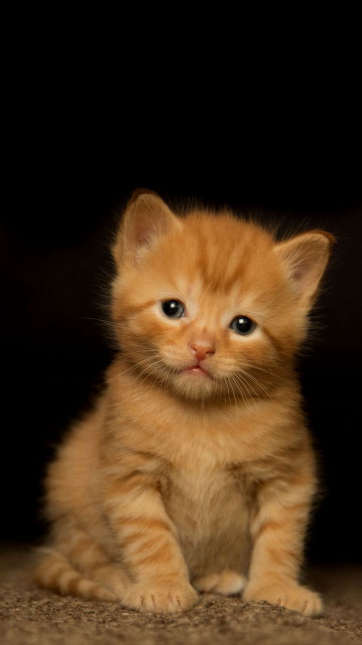 Orange Cat Wallpapers