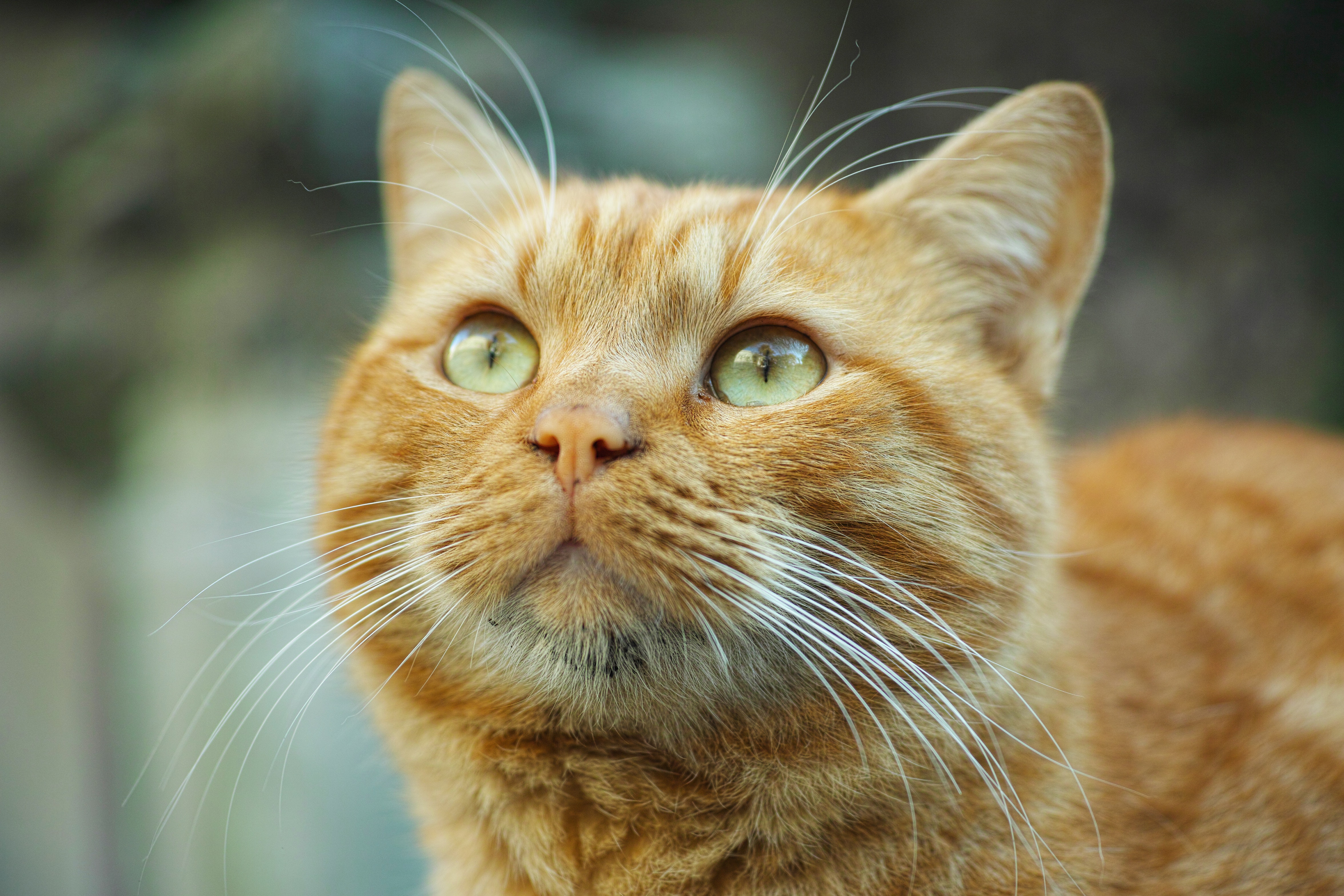 Orange Cat Wallpapers