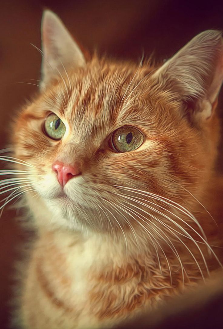 Orange Cat Wallpapers