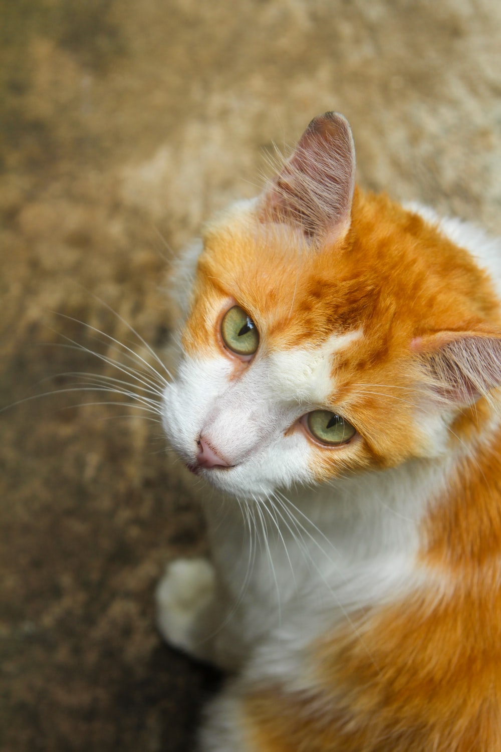 Orange Cat Wallpapers