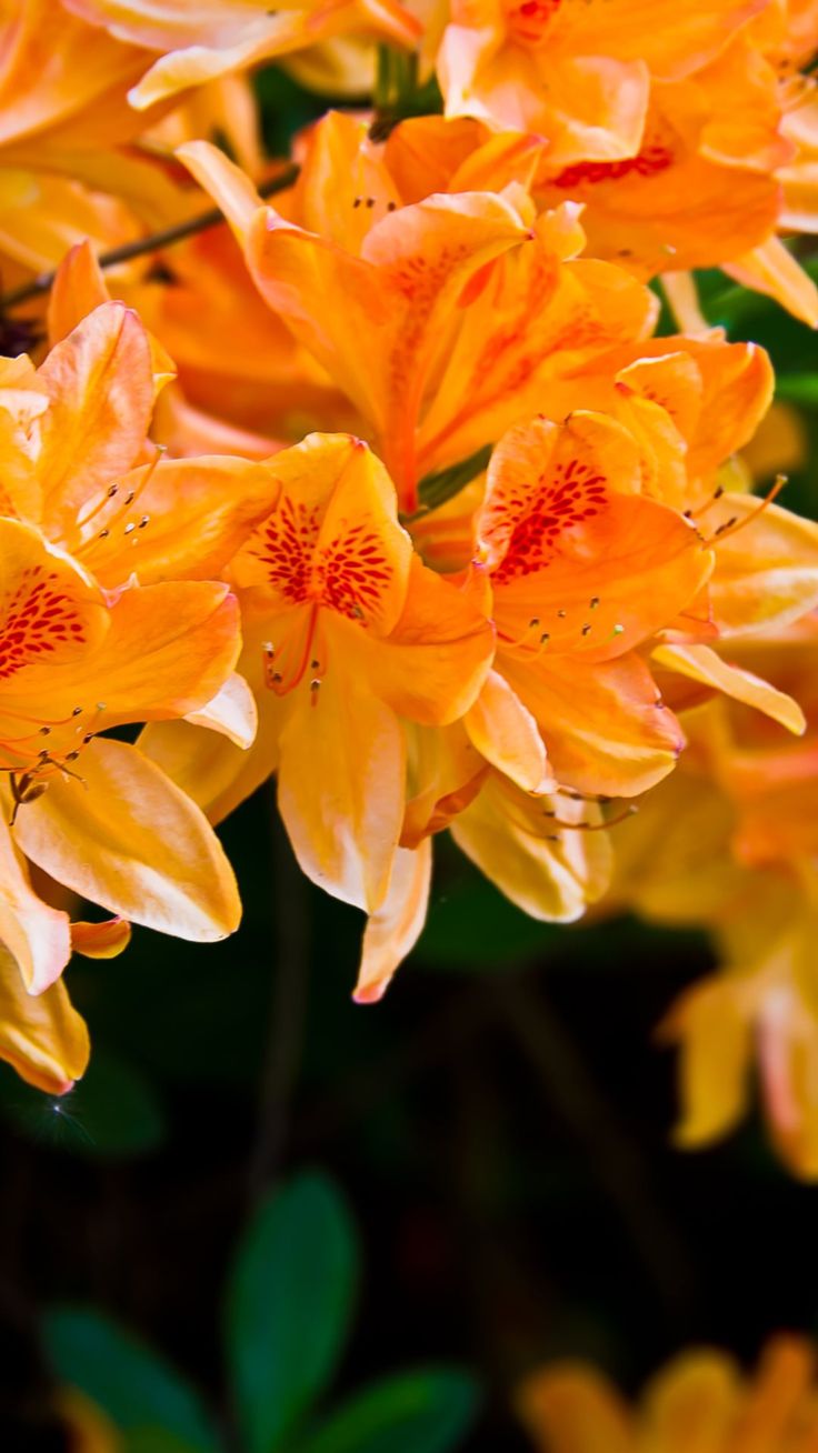 Orange Floral Wallpapers