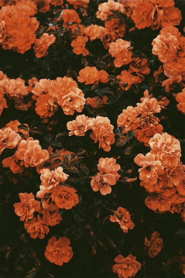 Orange Floral Wallpapers