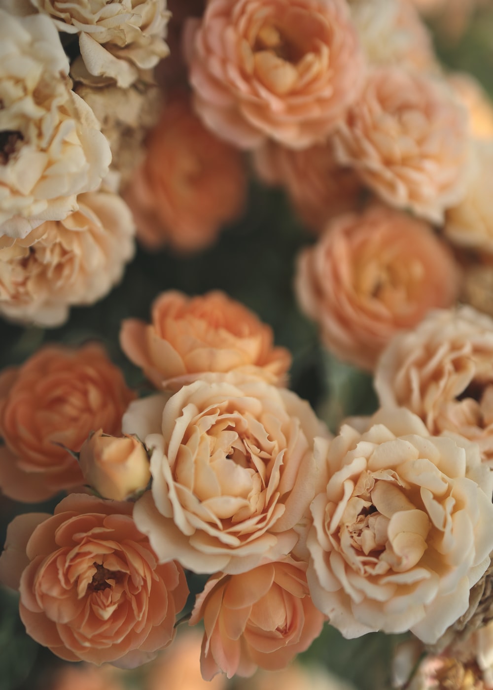 Orange Floral Wallpapers