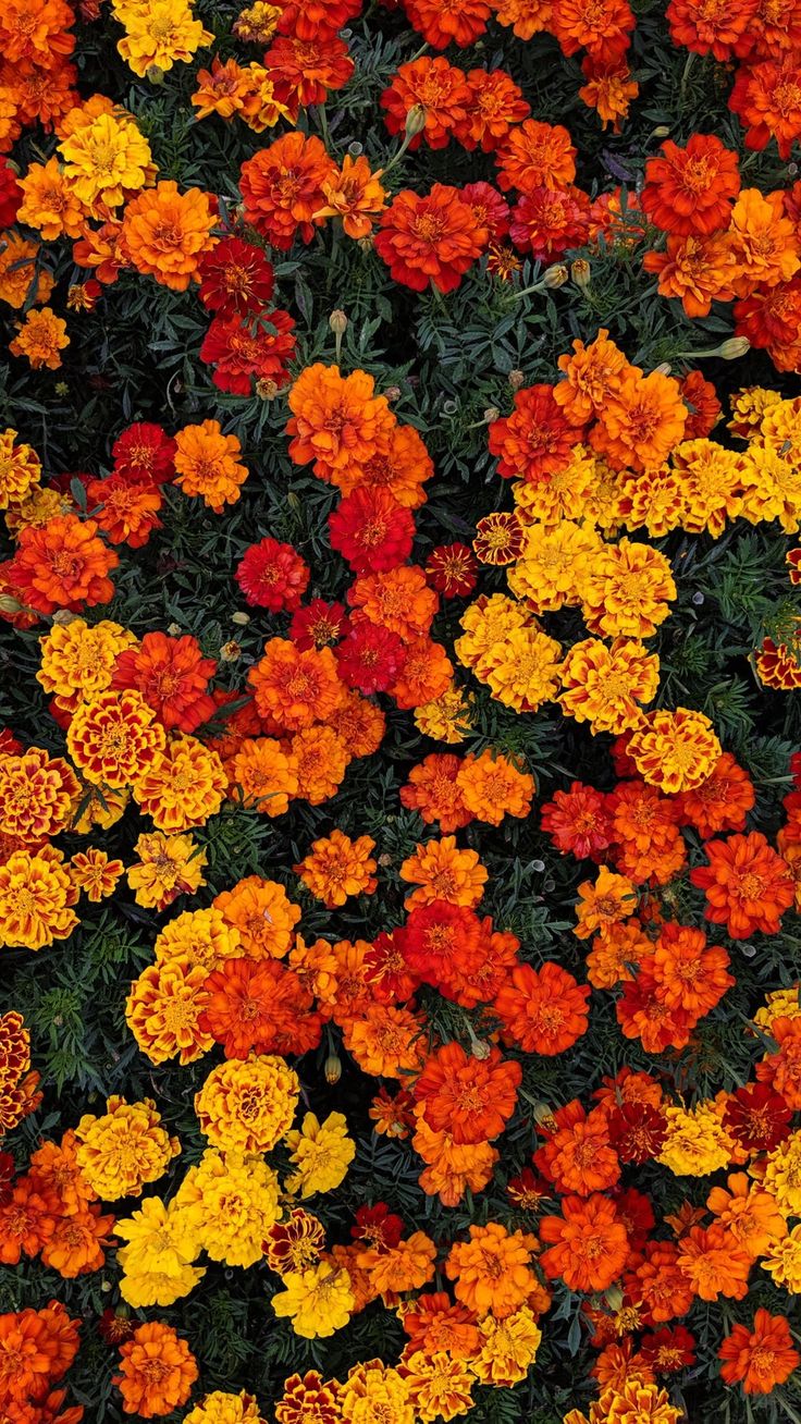 Orange Floral Wallpapers