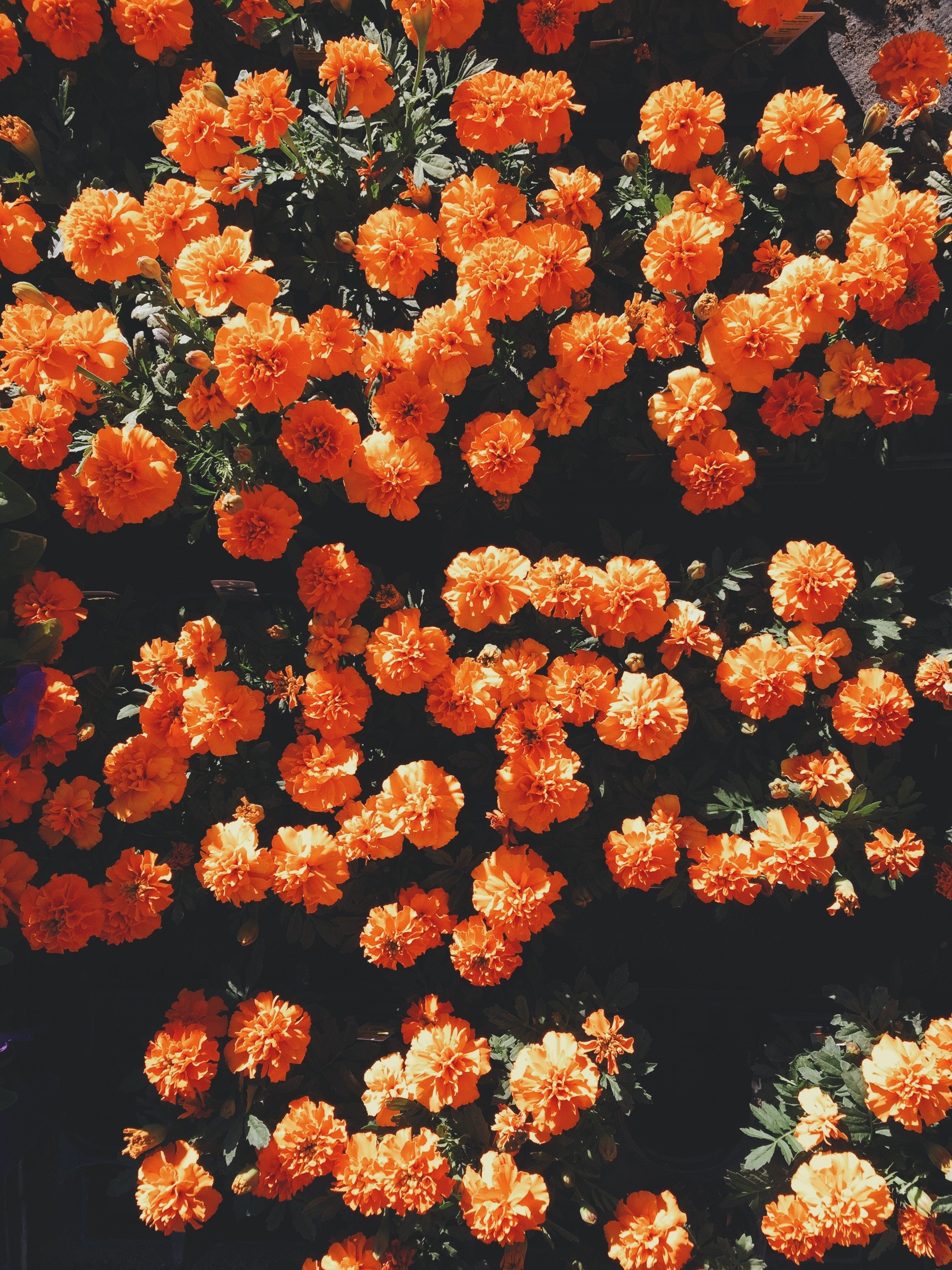 Orange Floral Iphone Wallpapers