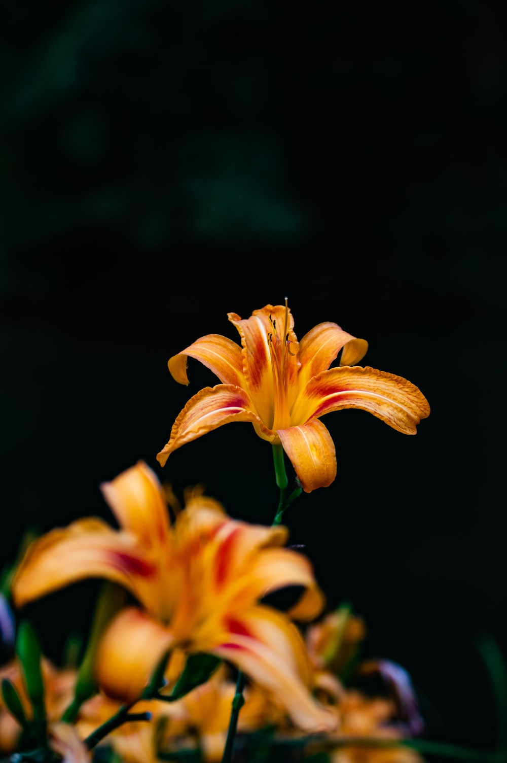 Orange Floral Iphone Wallpapers