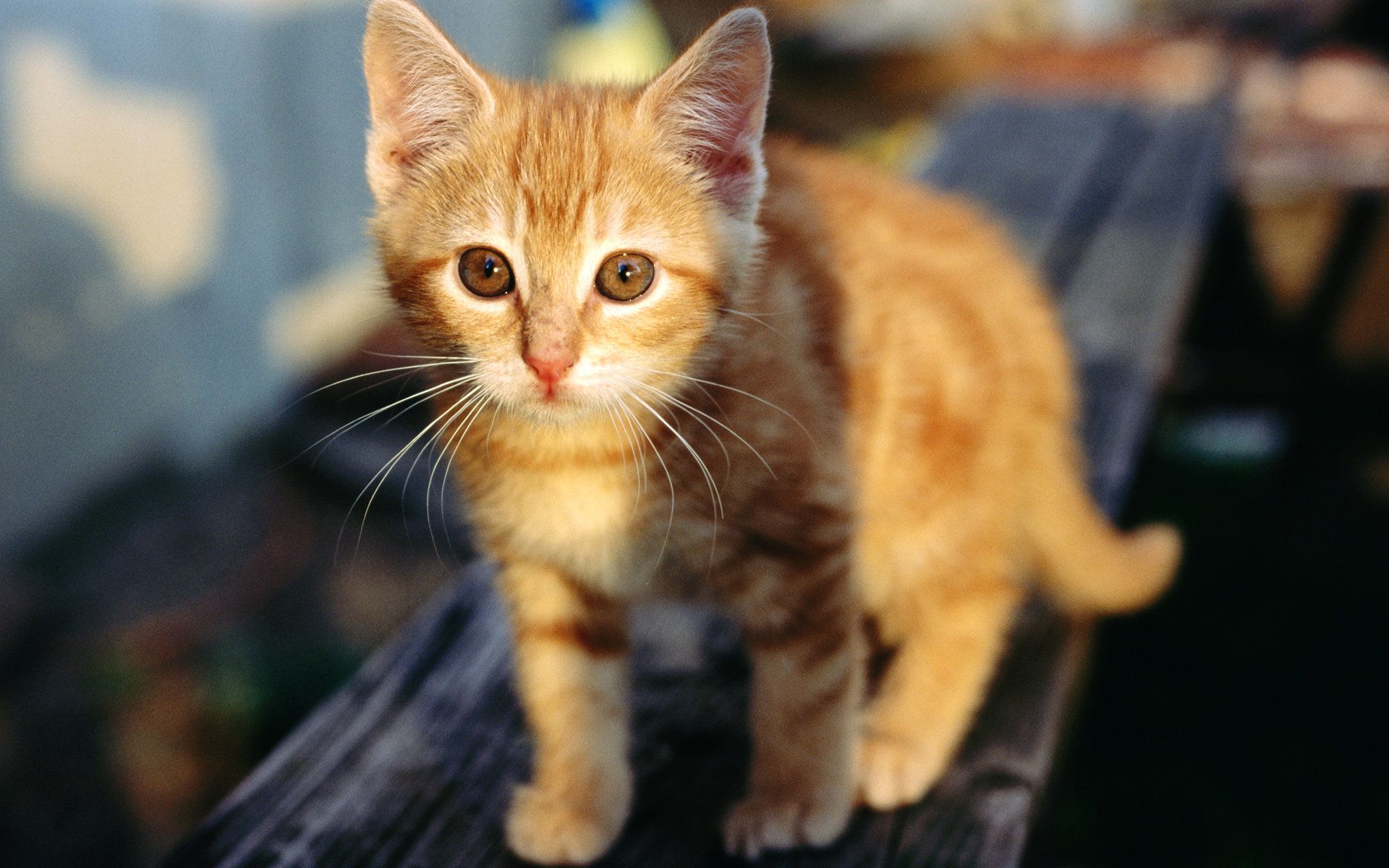 Orange Kitten Wallpapers