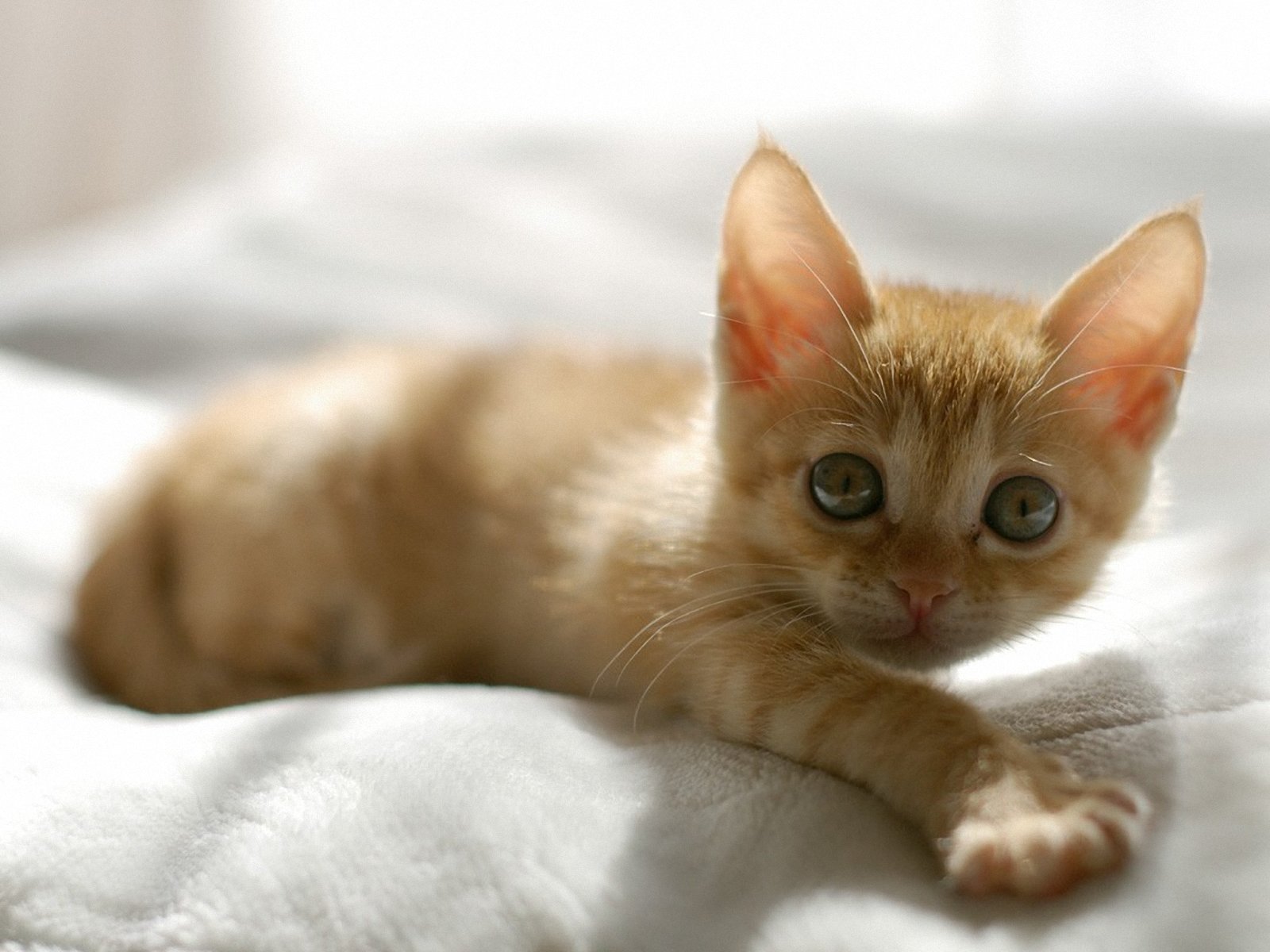 Orange Kitten Wallpapers