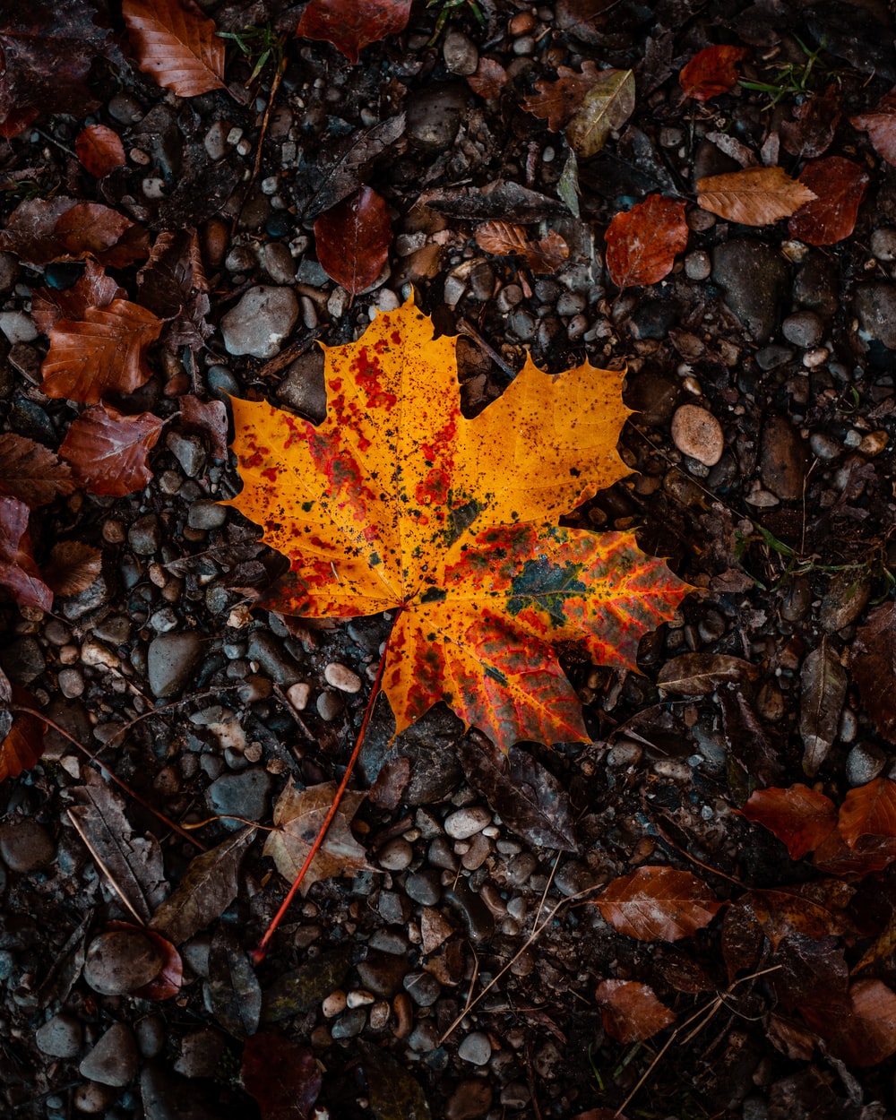 Orange Leaf Wallpapers