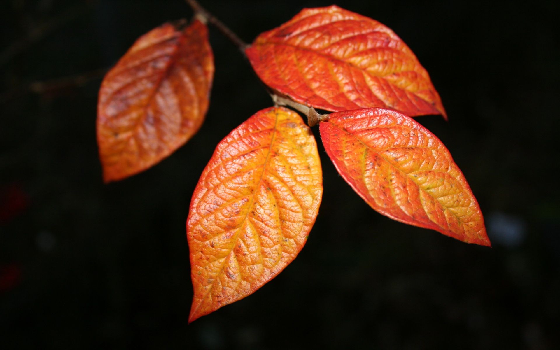 Orange Leaf Wallpapers