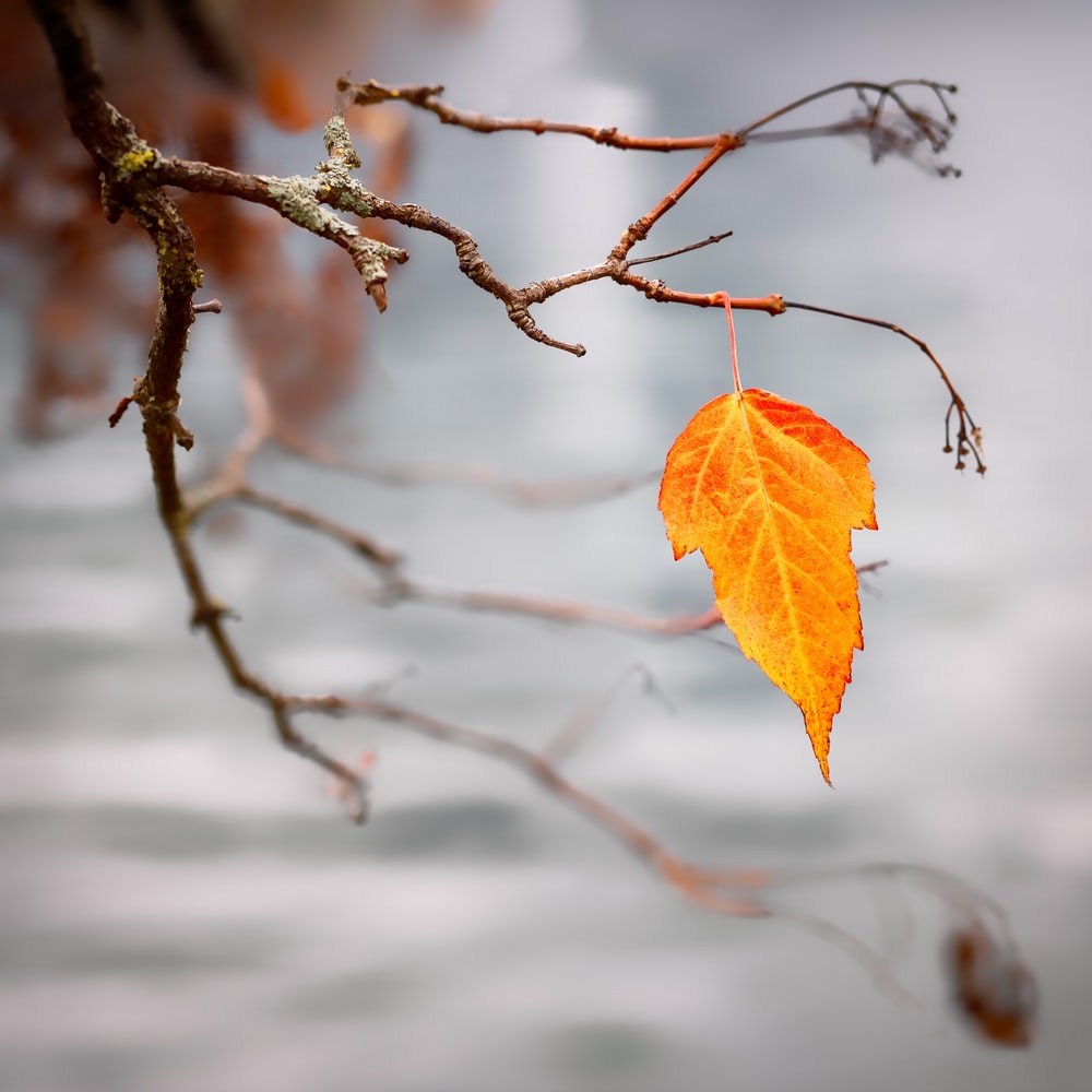 Orange Leaf Wallpapers