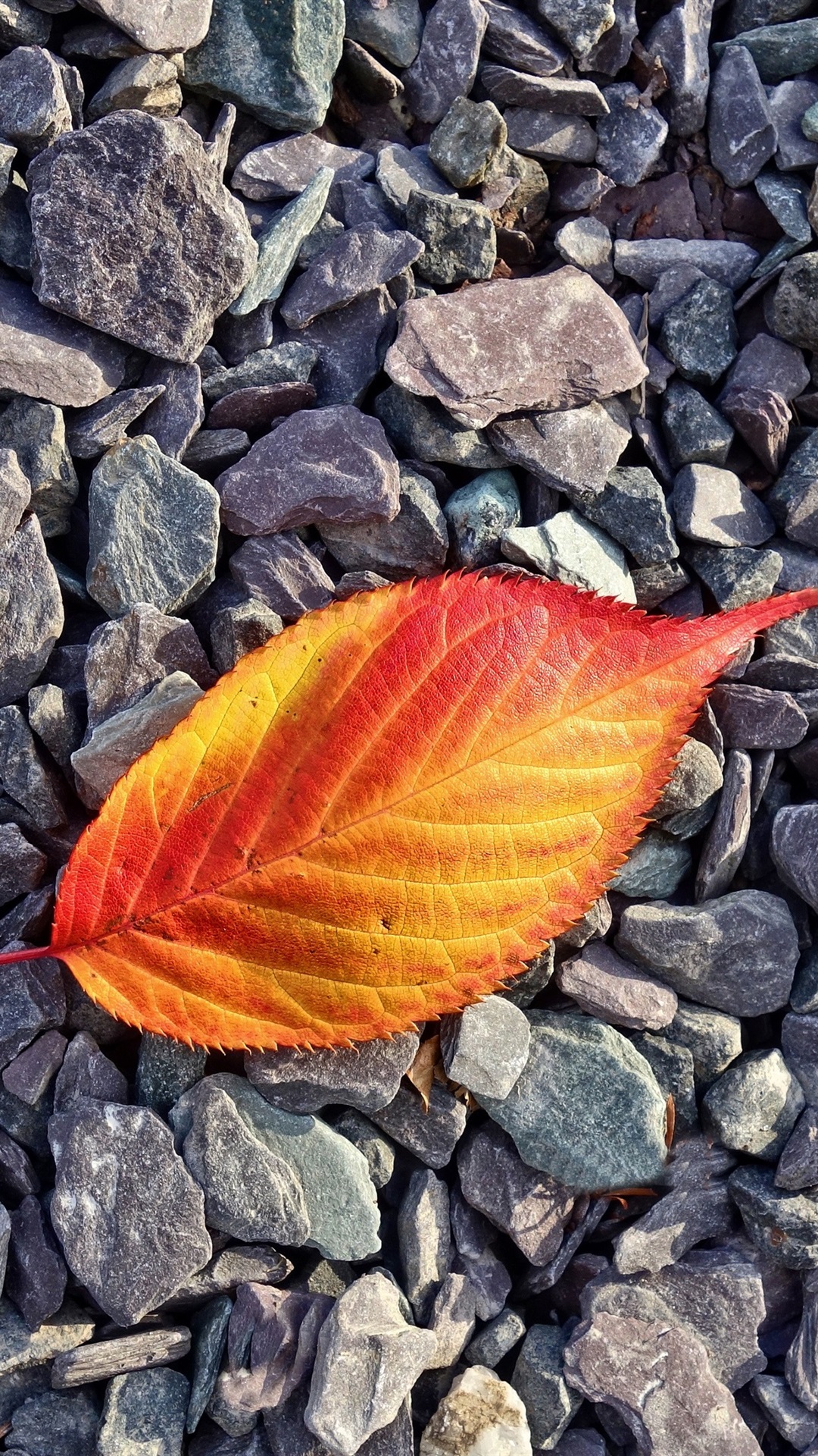 Orange Leaf Wallpapers